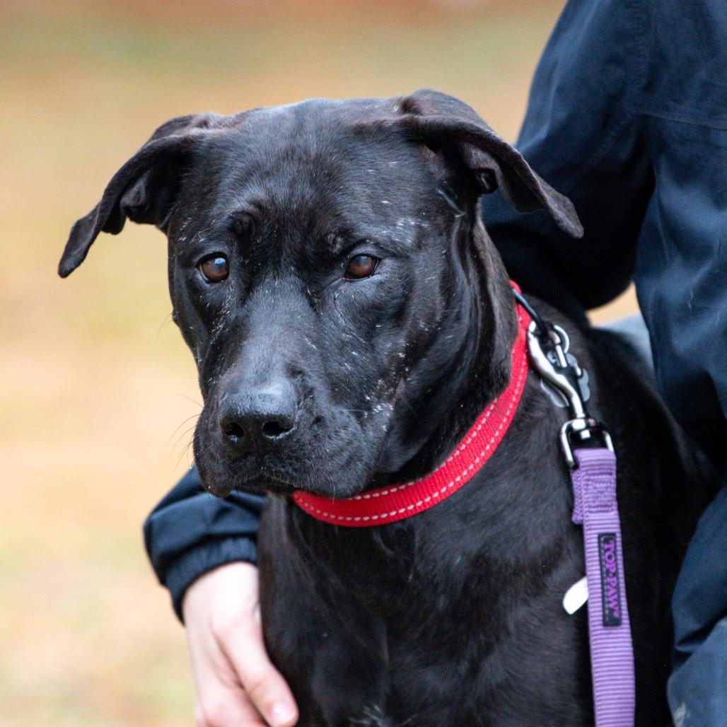 Enlarge Cece, a Adoptable Mixed Breed in Kennebunk, ME image 2/4