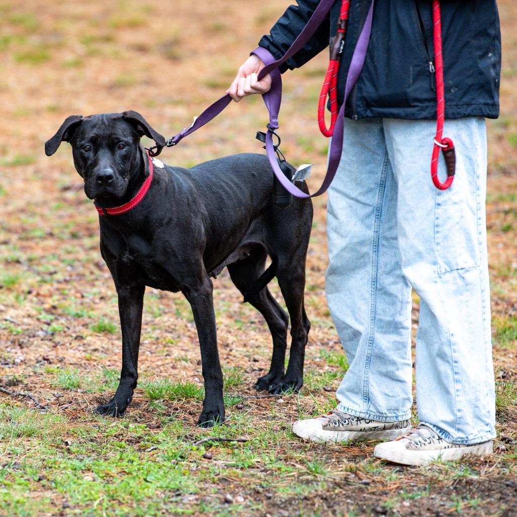 Enlarge Cece, a Adoptable Mixed Breed in Kennebunk, ME image 3/4