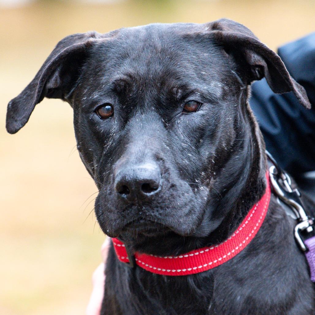 Enlarge Cece, a Adoptable Mixed Breed in Kennebunk, ME image 4/4