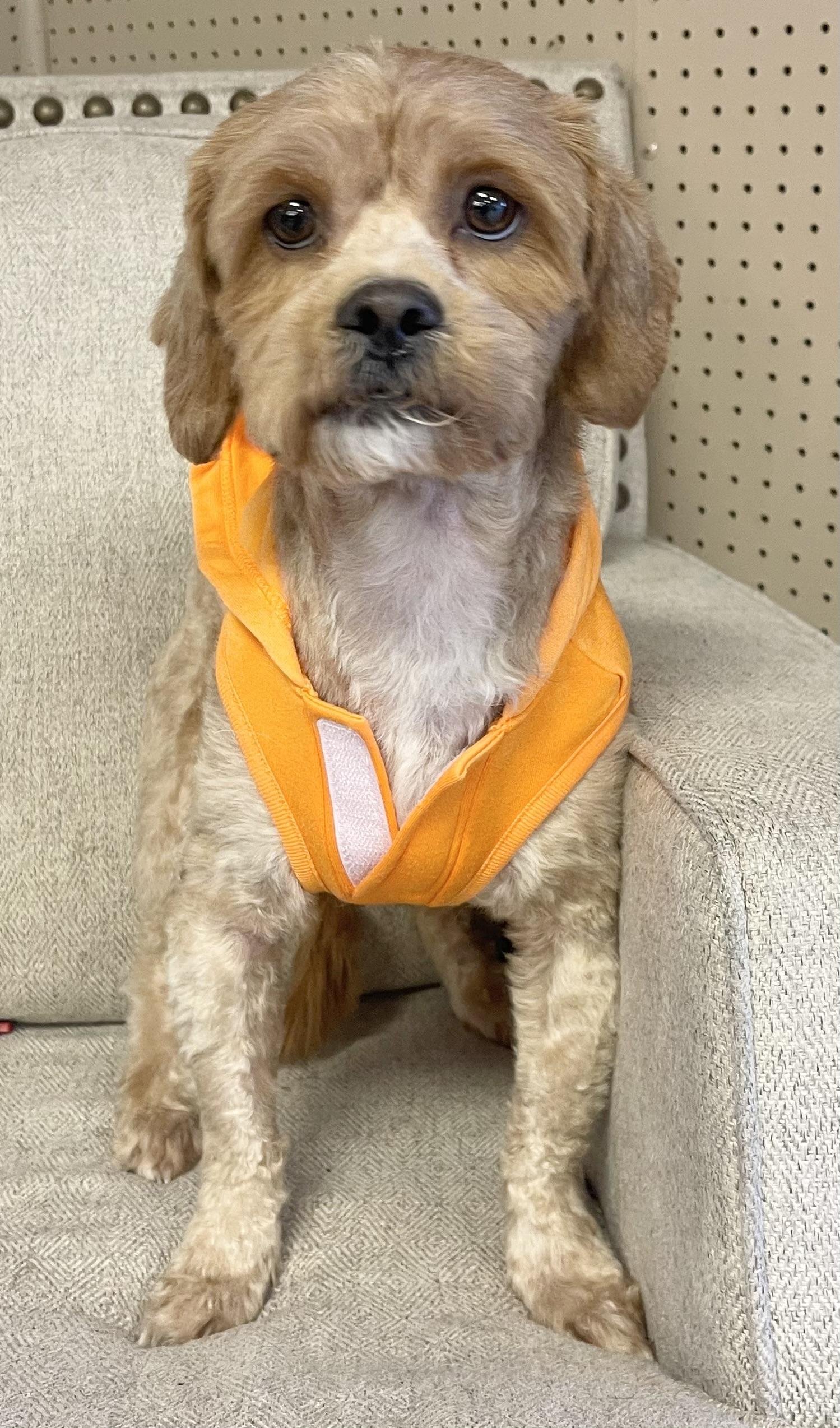 Enlarge Jerry, an adopted mixed breed in Godfrey, IL image 1/6