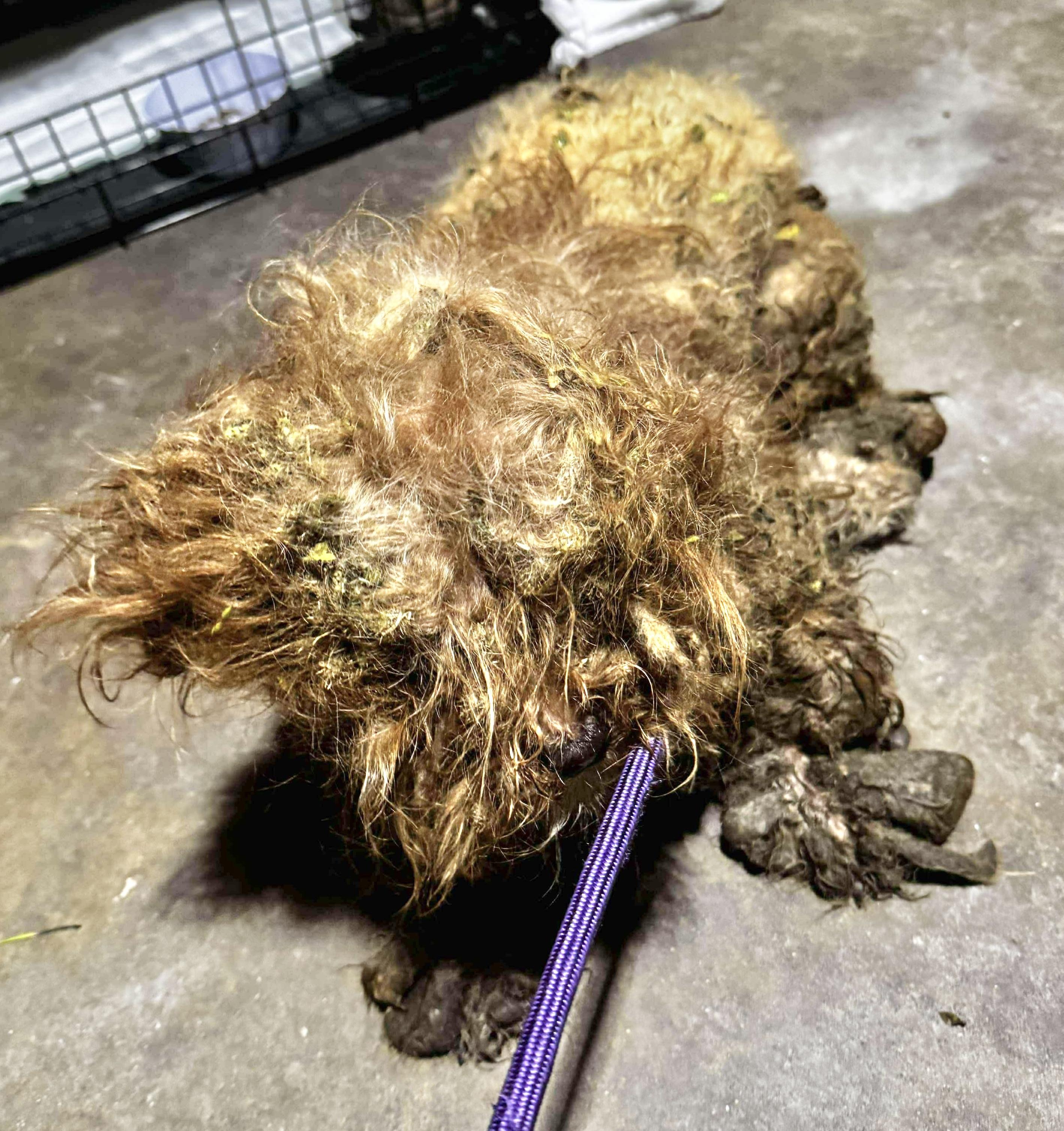 Enlarge Jerry, an adopted mixed breed in Godfrey, IL image 6/6