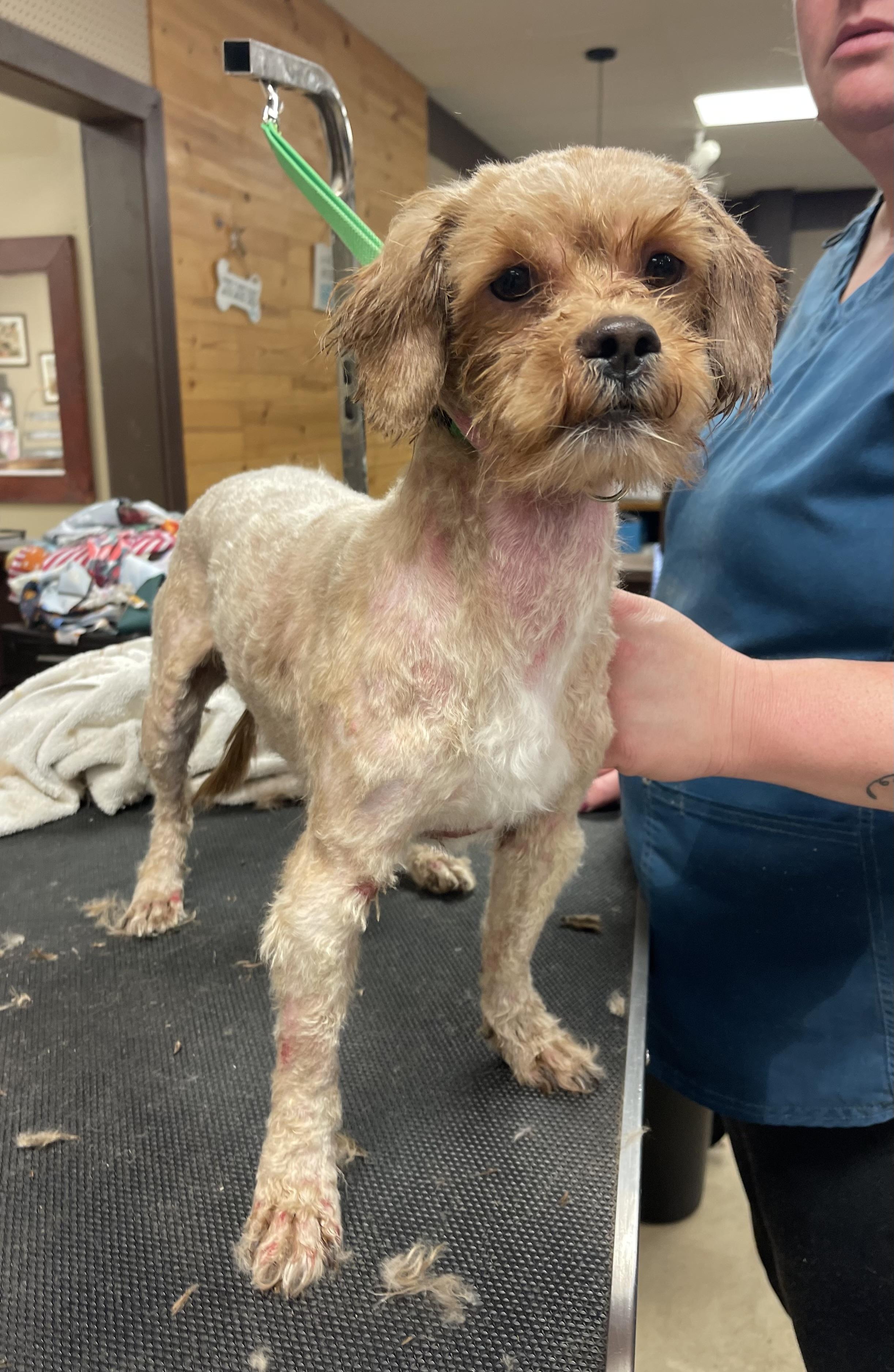 Enlarge Jerry, an adopted mixed breed in Godfrey, IL image 5/6
