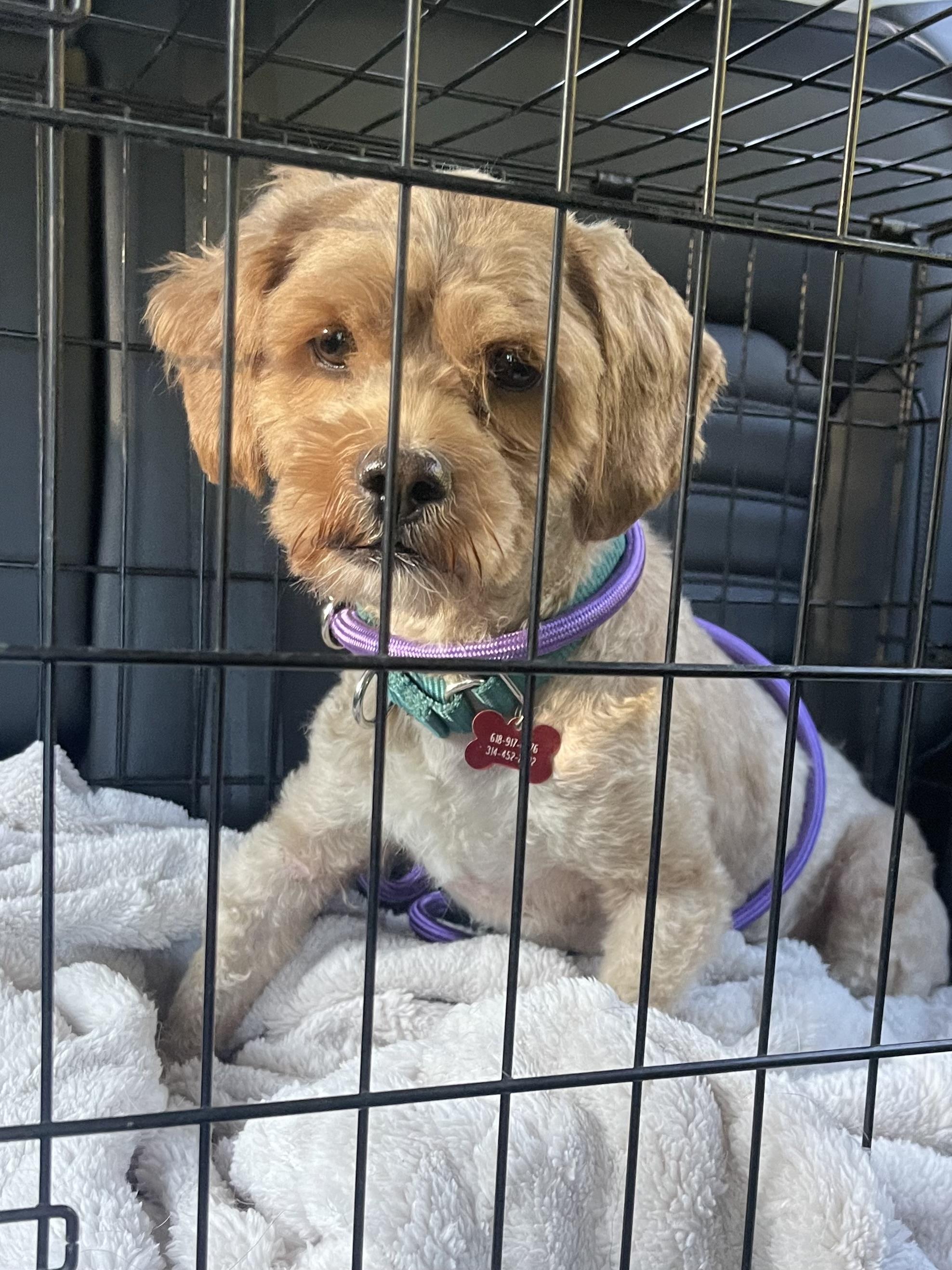 Enlarge Jerry, an adopted mixed breed in Godfrey, IL image 4/6