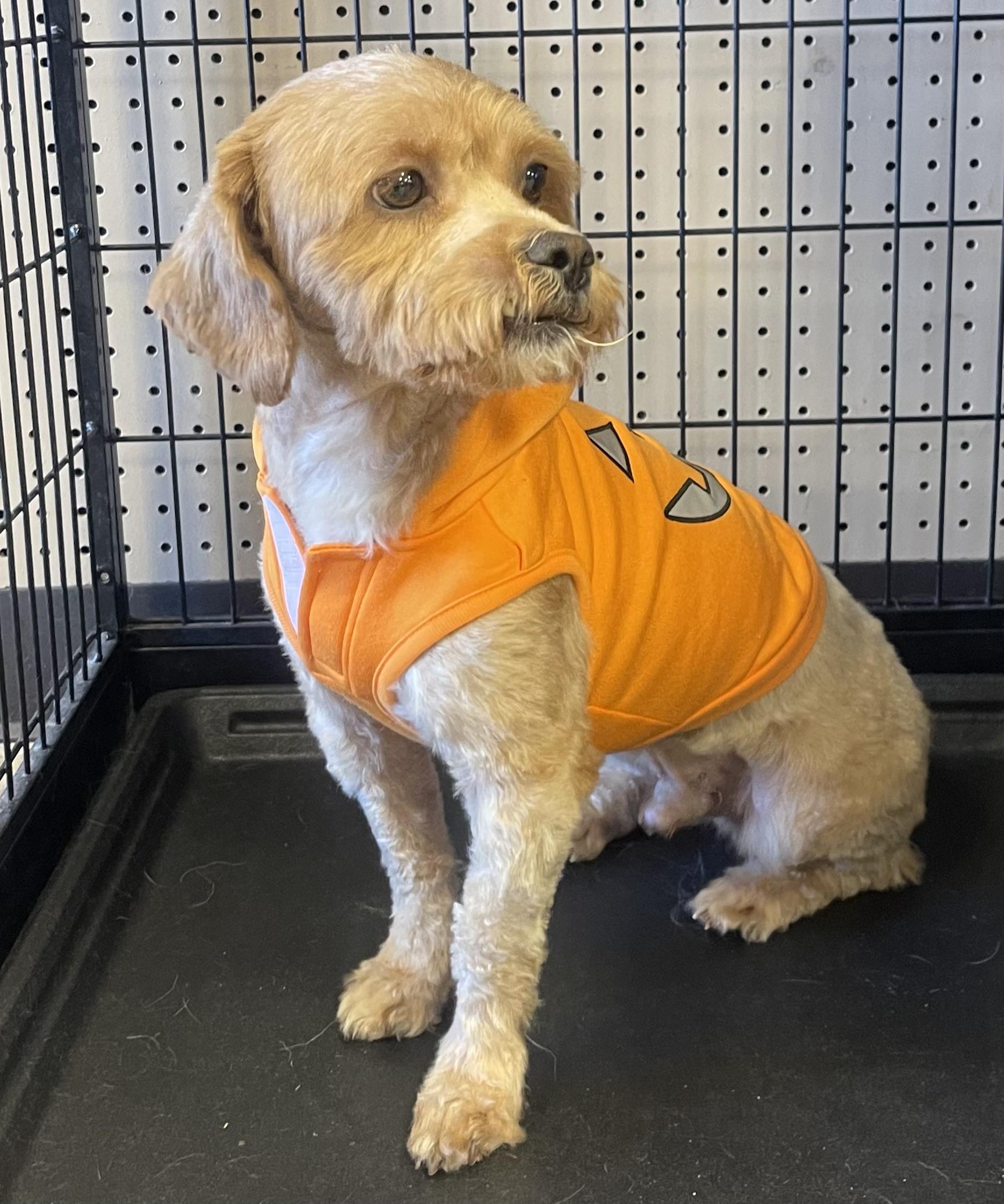 Enlarge Jerry, an adopted mixed breed in Godfrey, IL image 2/6