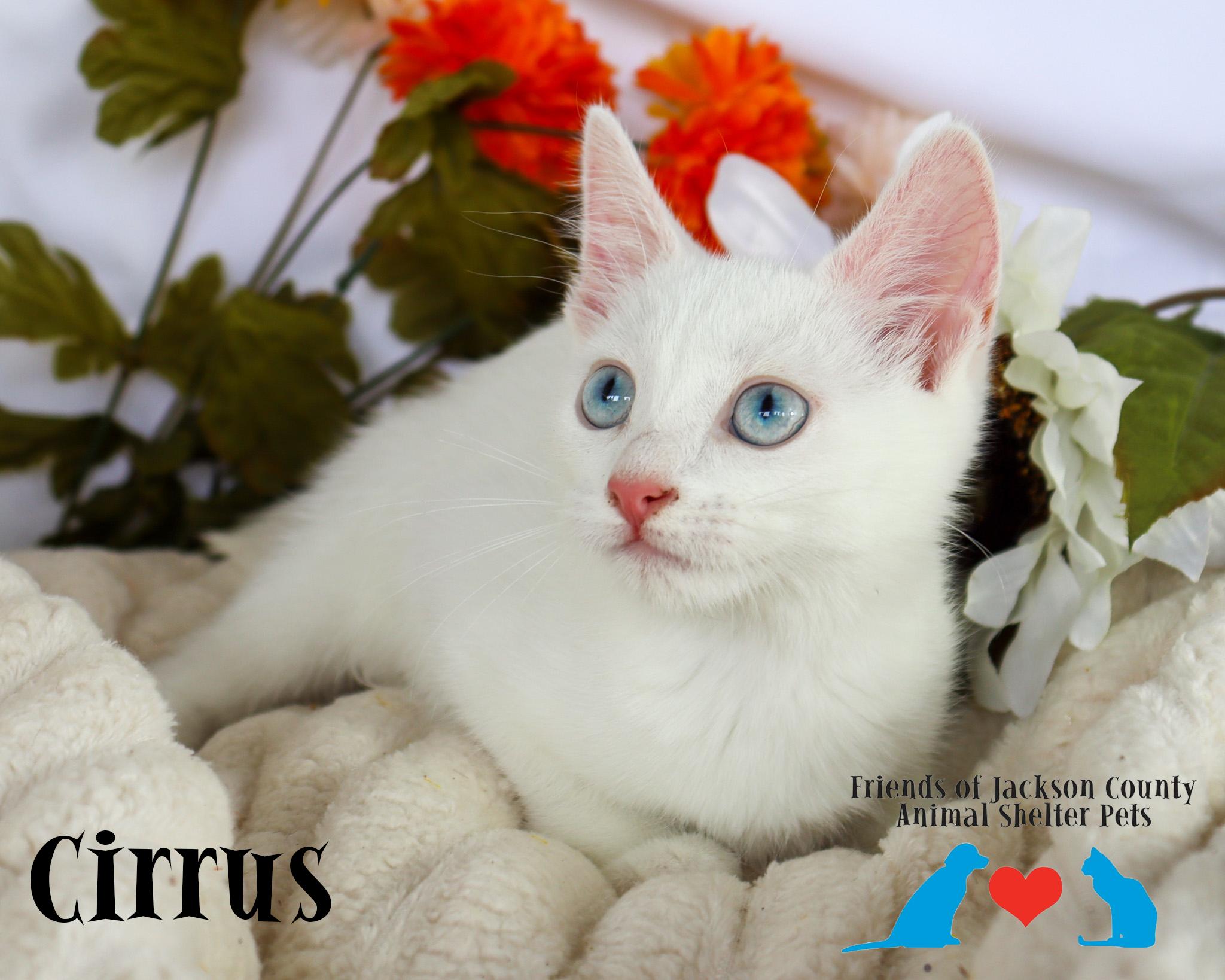 Enlarge Cirrus (Adoption Pending), a ADOPTABLE Domestic Short Hair in Ocean Springs, MS image 3/5