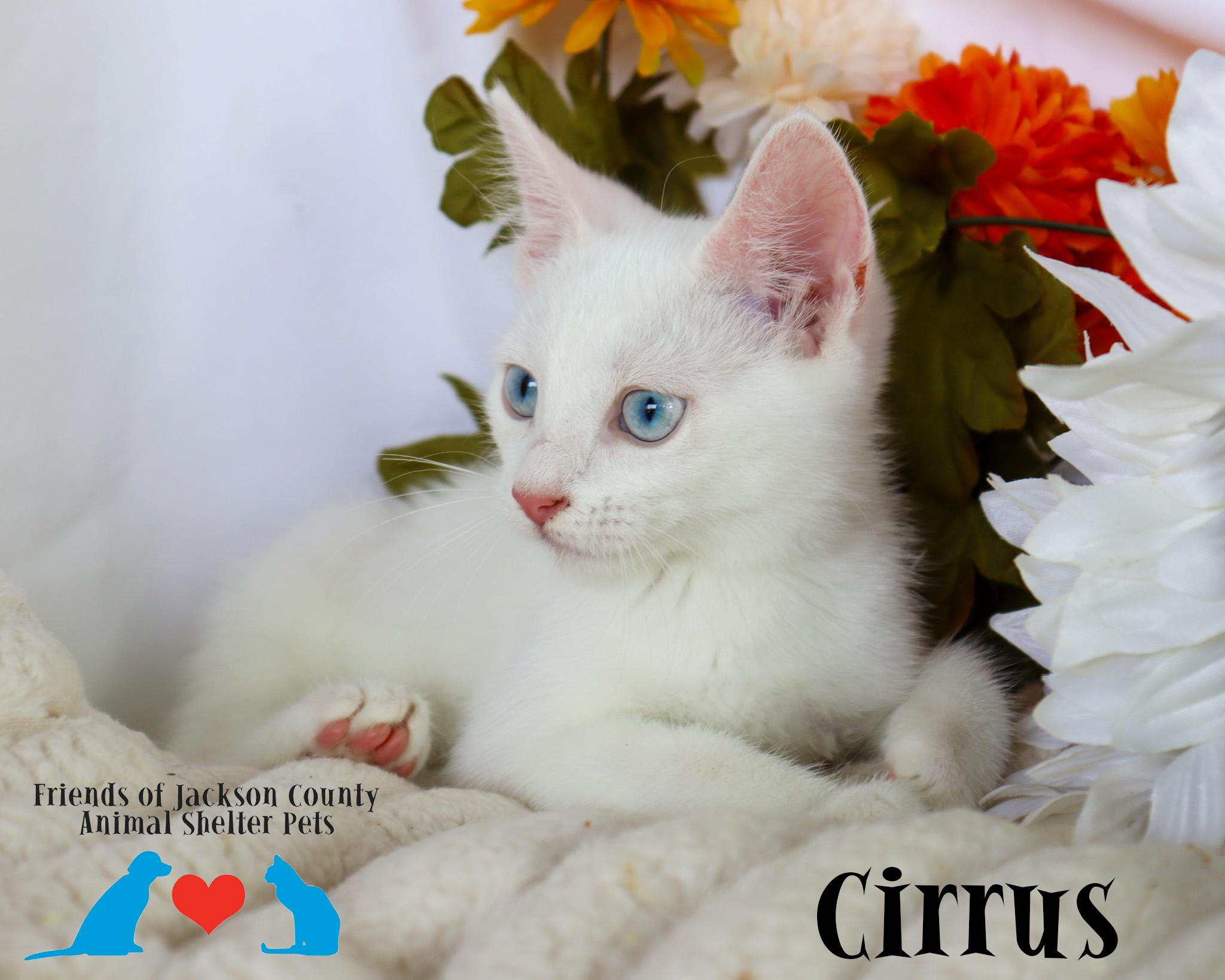 Enlarge Cirrus (Adoption Pending), a ADOPTABLE Domestic Short Hair in Ocean Springs, MS image 5/5