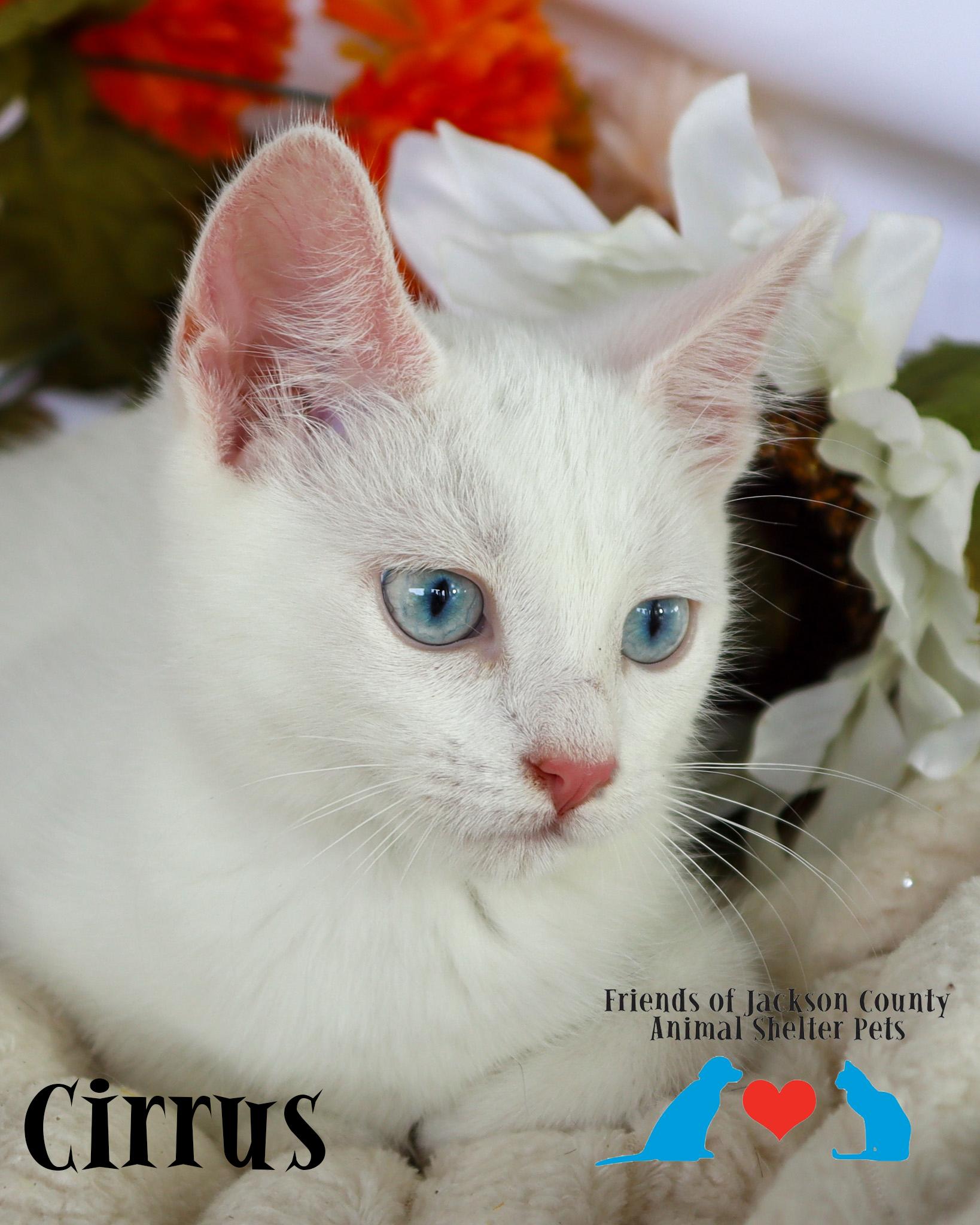 Enlarge Cirrus (Adoption Pending), a ADOPTABLE Domestic Short Hair in Ocean Springs, MS image 4/5