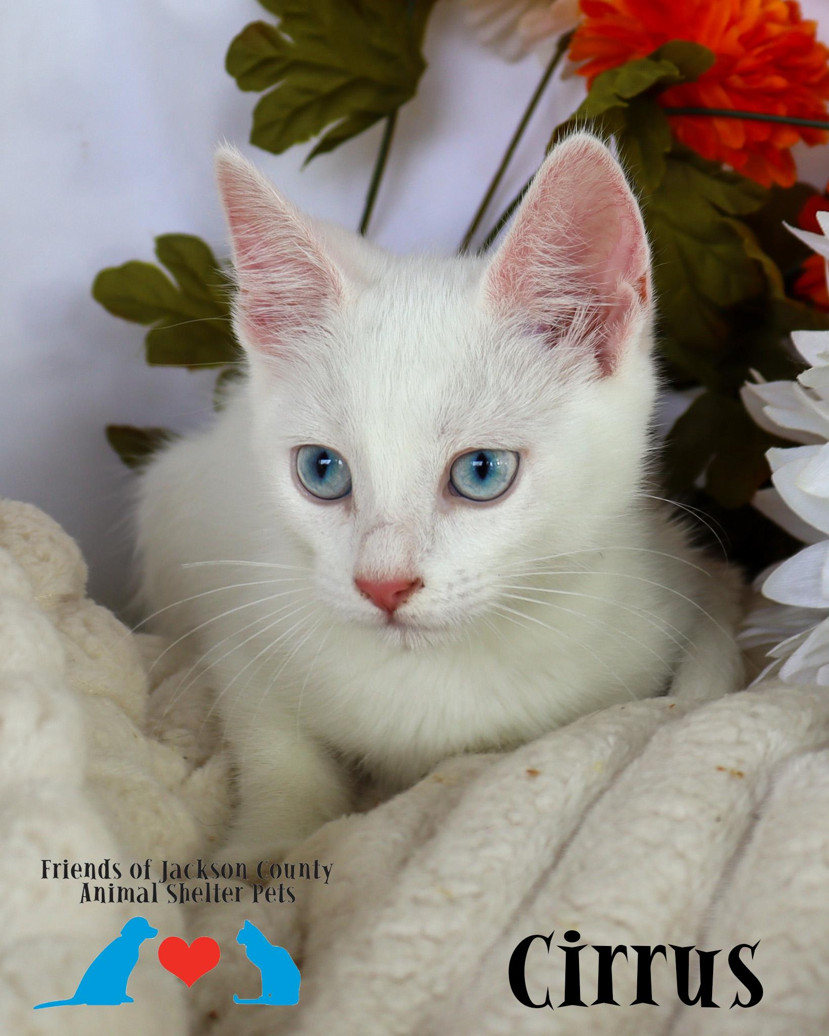 Cirrus (Adoption Pending), ADOPTABLE, Kitten Female Domestic Short Hair.