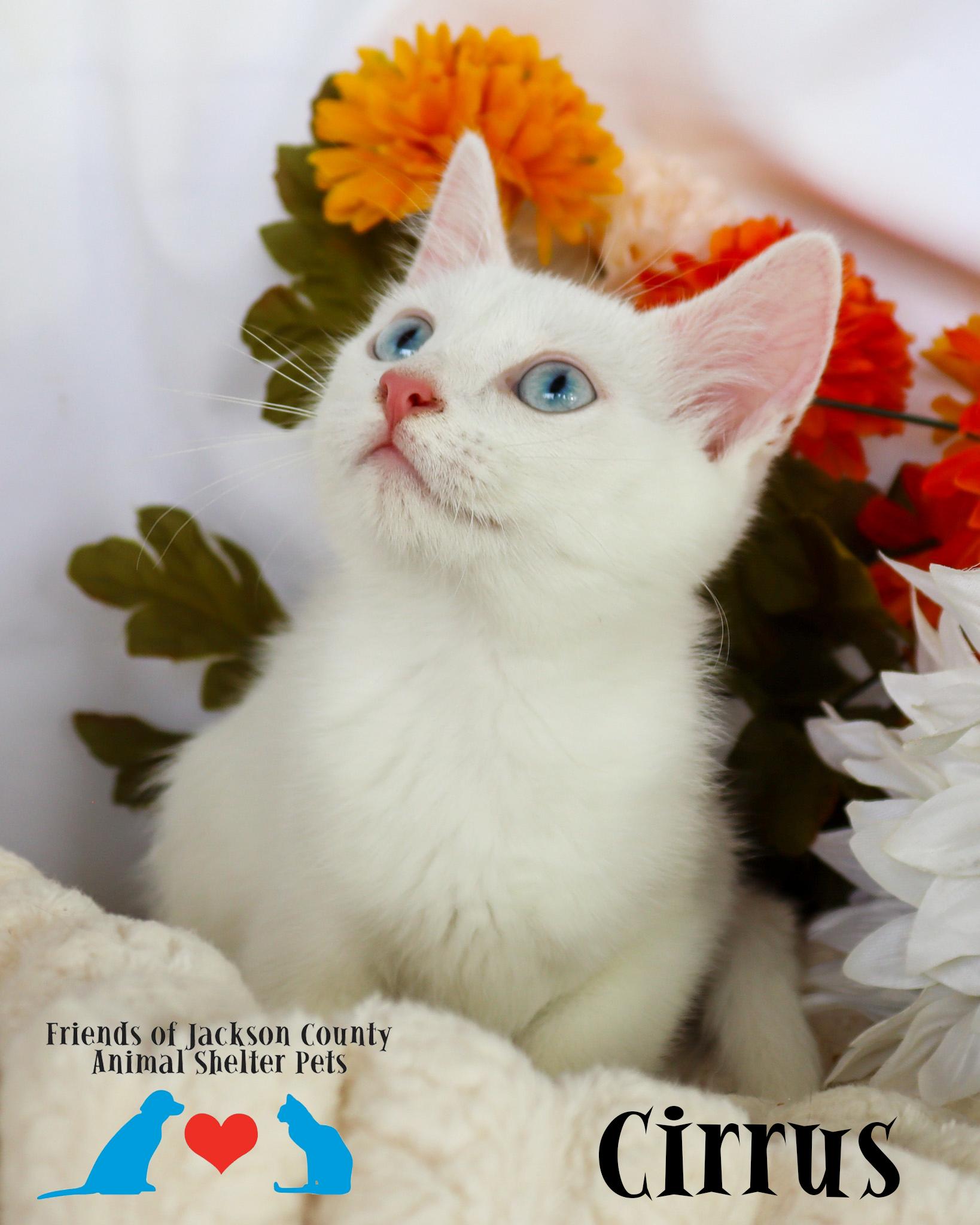 Enlarge Cirrus (Adoption Pending), a ADOPTABLE Domestic Short Hair in Ocean Springs, MS image 2/5