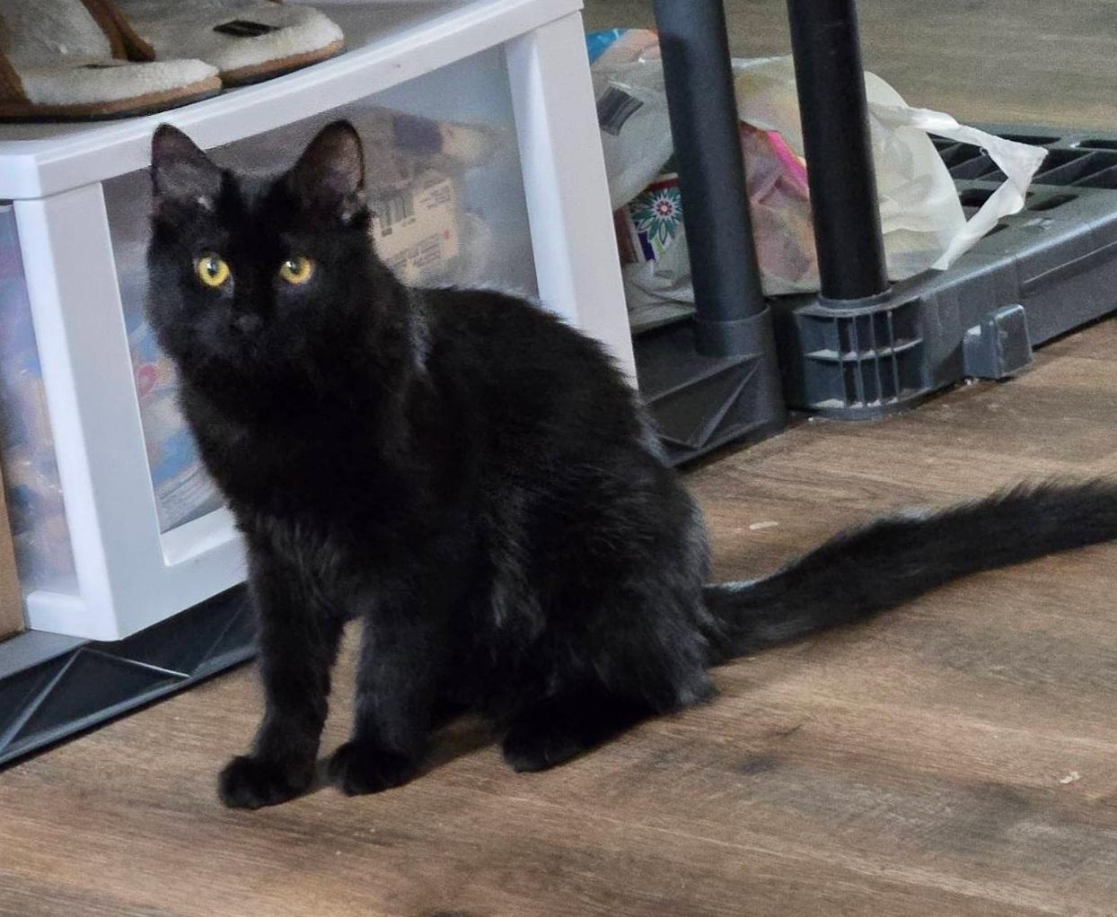 PePe, Adoptable, Young Male Domestic Medium Hair.