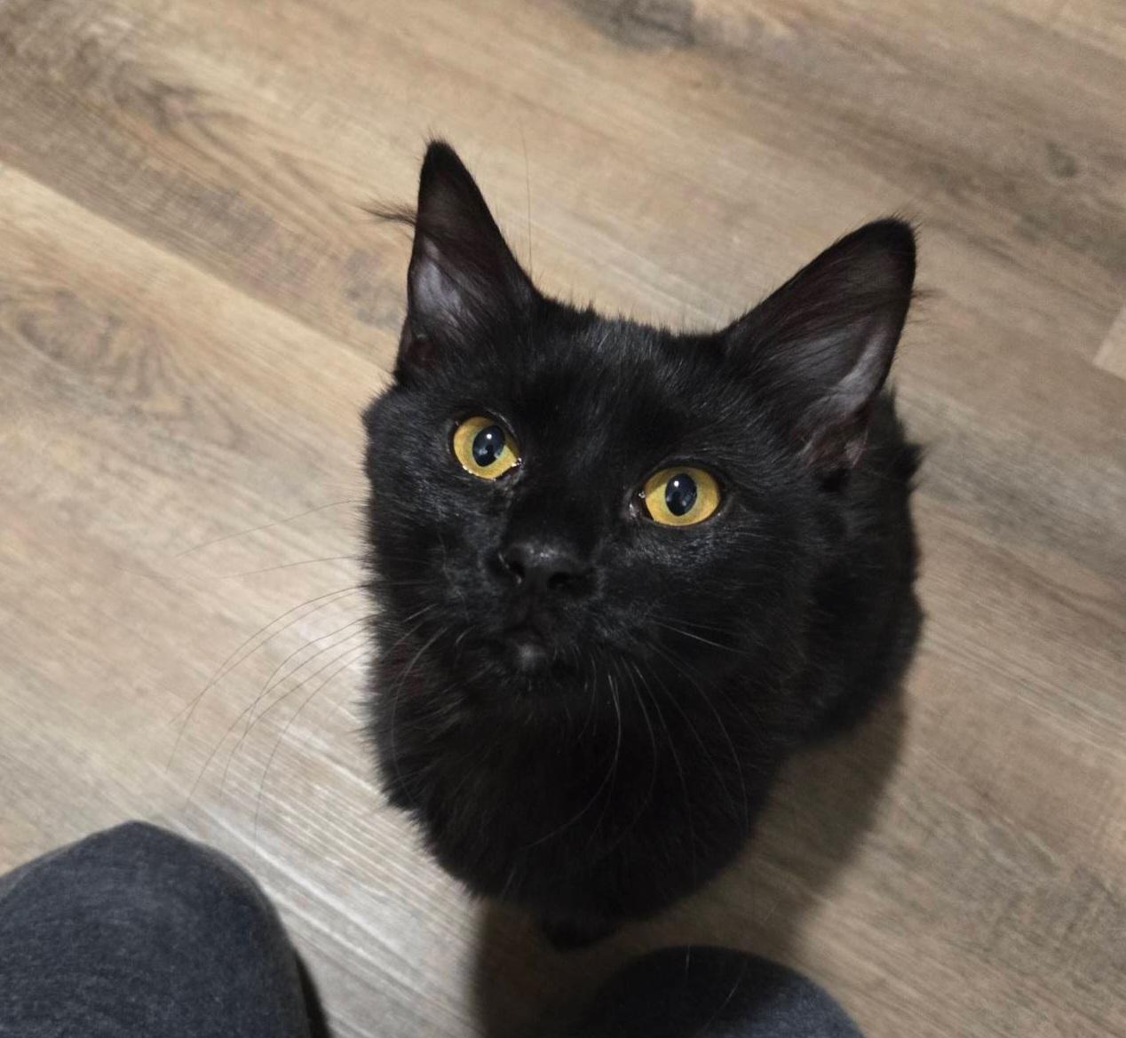 Enlarge PePe, an adopted Domestic Medium Hair in Nashville, TN image 2/6