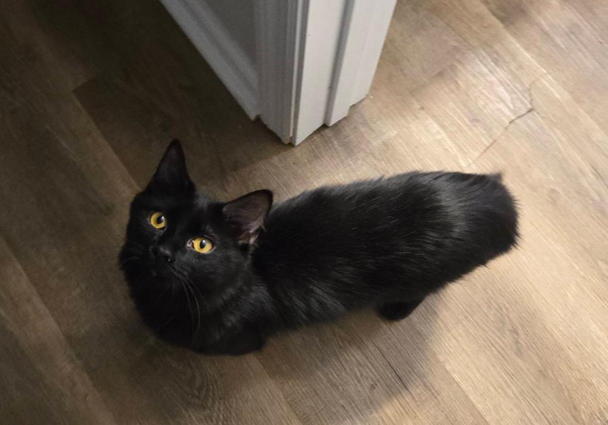 Enlarge PePe, an adopted Domestic Medium Hair in Nashville, TN image 3/6