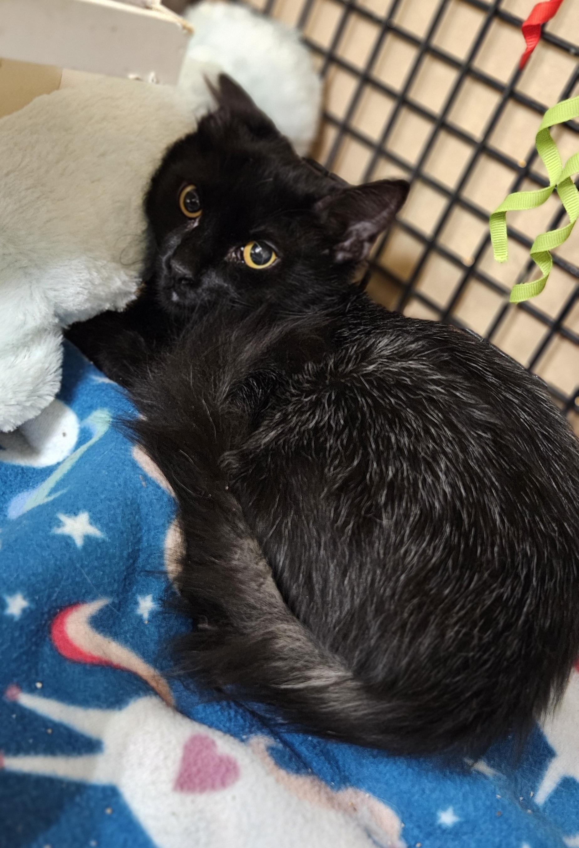 Enlarge PePe, an adopted Domestic Medium Hair in Nashville, TN image 5/6