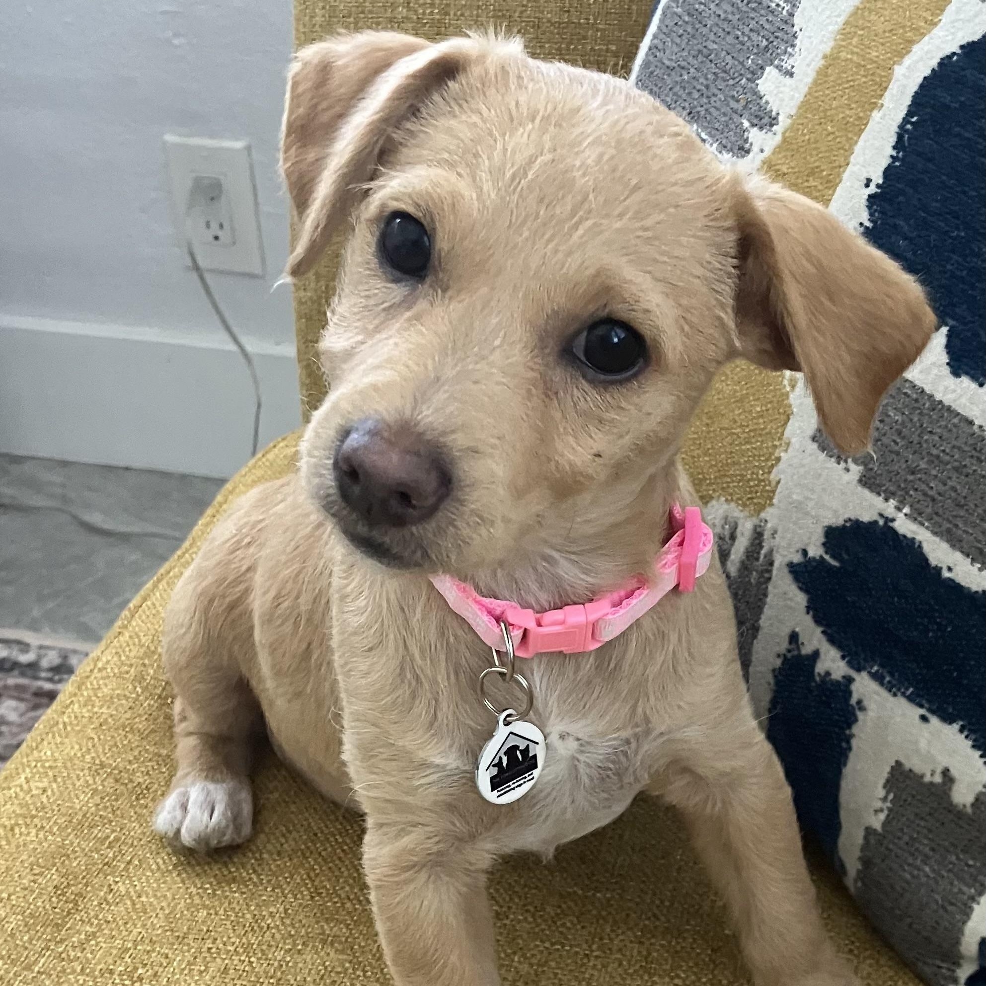 Enlarge Hallie, a ADOPTABLE mixed breed in Santa Monica, CA image 2/4