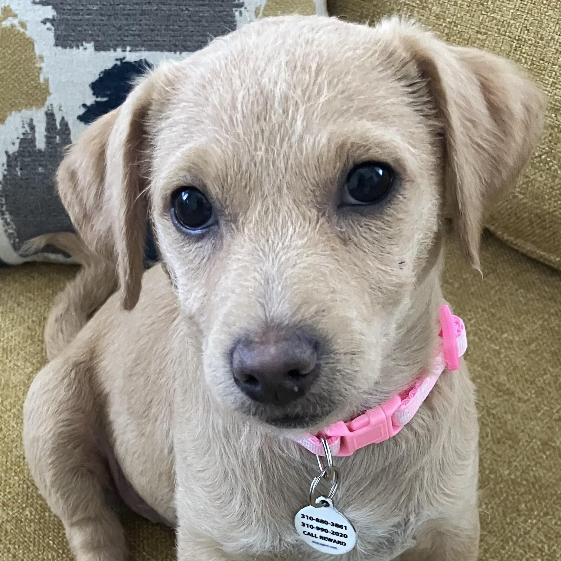 Enlarge Hallie, a ADOPTABLE mixed breed in Santa Monica, CA image 1/4