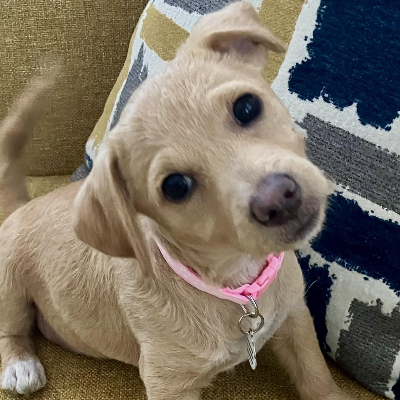 Enlarge Hallie, a ADOPTABLE mixed breed in Santa Monica, CA image 3/4