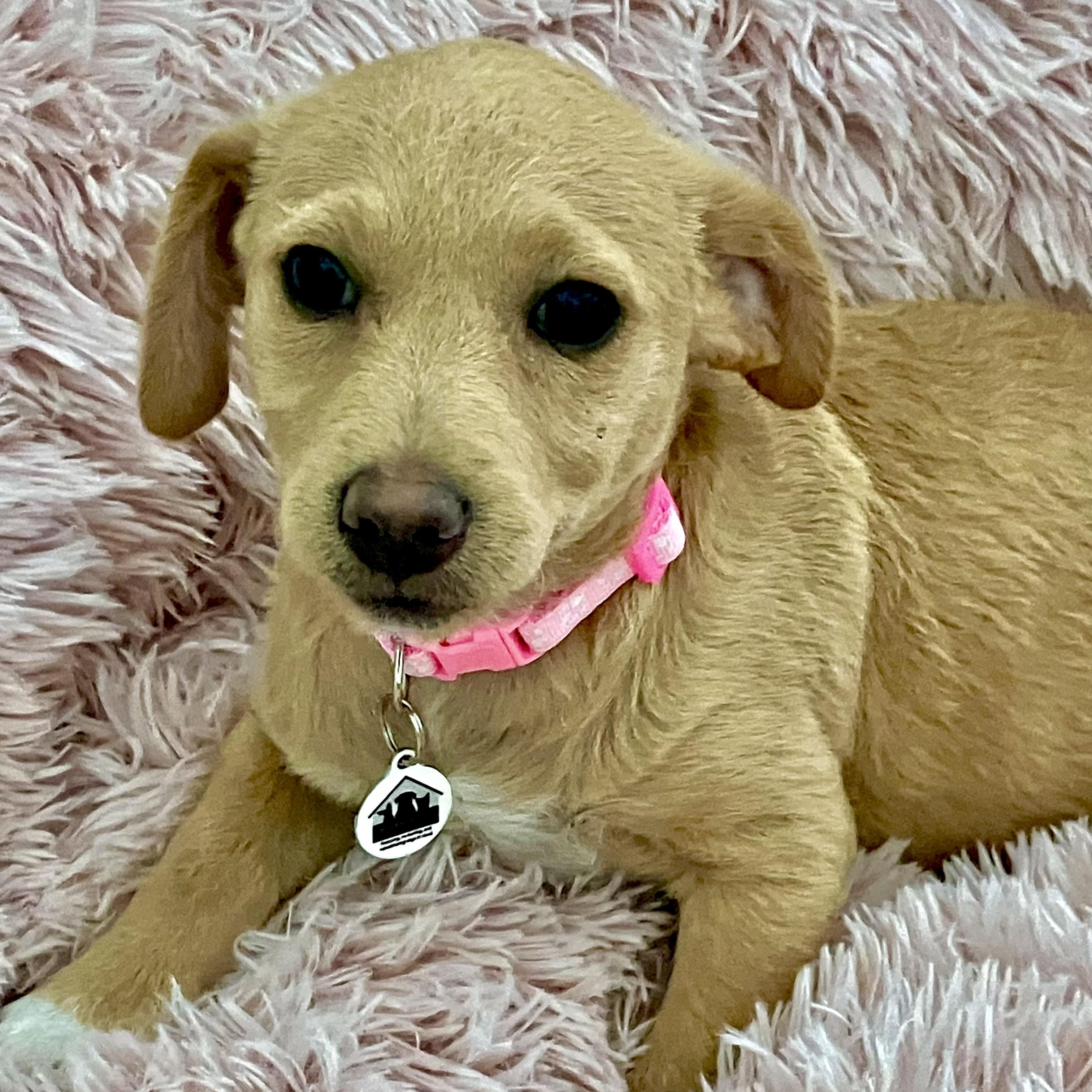 Enlarge Hallie, a ADOPTABLE mixed breed in Santa Monica, CA image 4/4