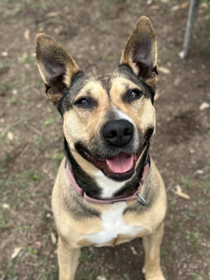 Constellation, Adoptable, Adult Female American Staffordshire Terrier & Shepherd.