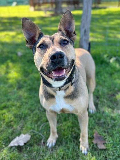 Enlarge Constellation, a Adoptable mixed breed in San Antonio, TX image 2/3