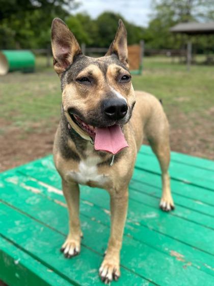 Enlarge Constellation, a Adoptable mixed breed in San Antonio, TX image 3/3