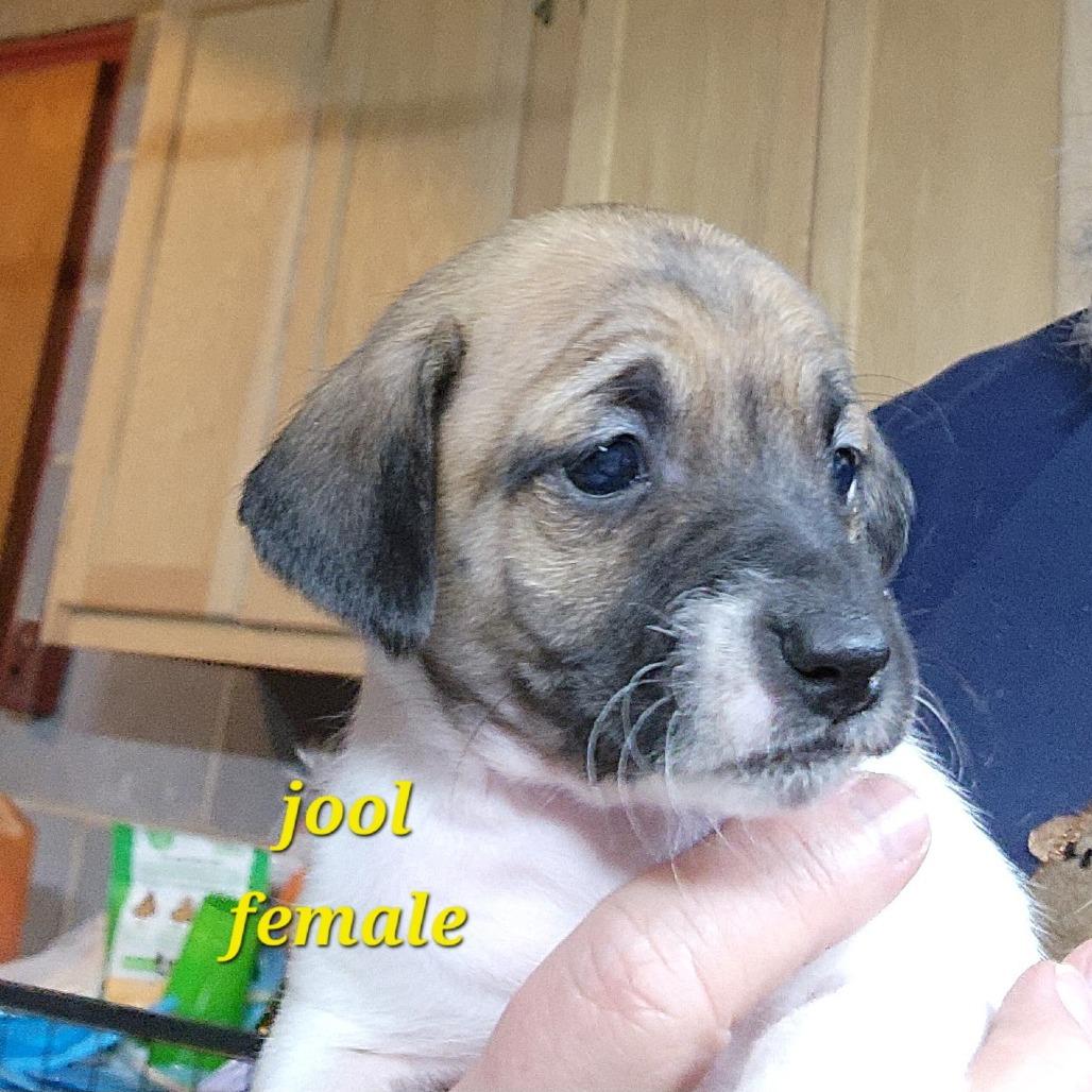 Enlarge Jool, a Adoptable Mixed Breed in Winston Salem, NC image 1/2