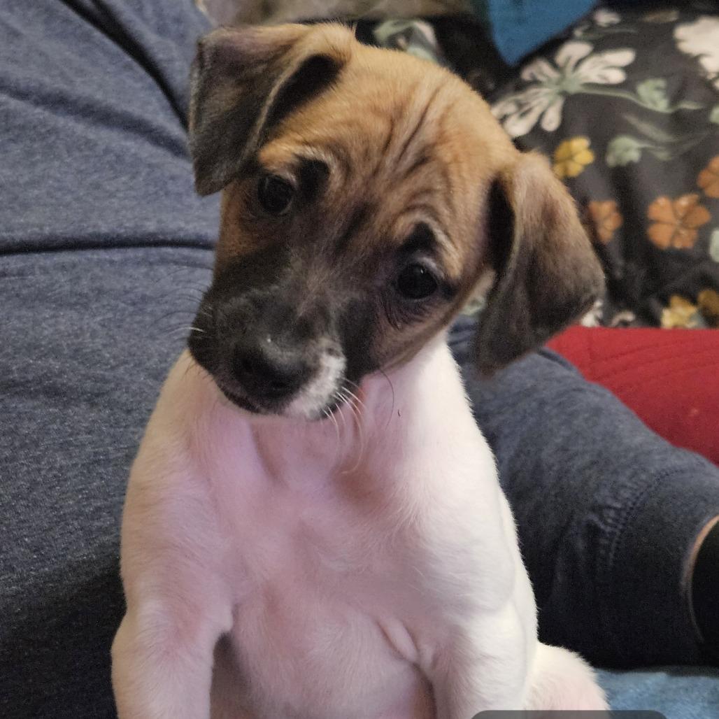 Enlarge Jool, a Adoptable Mixed Breed in Winston Salem, NC image 2/2