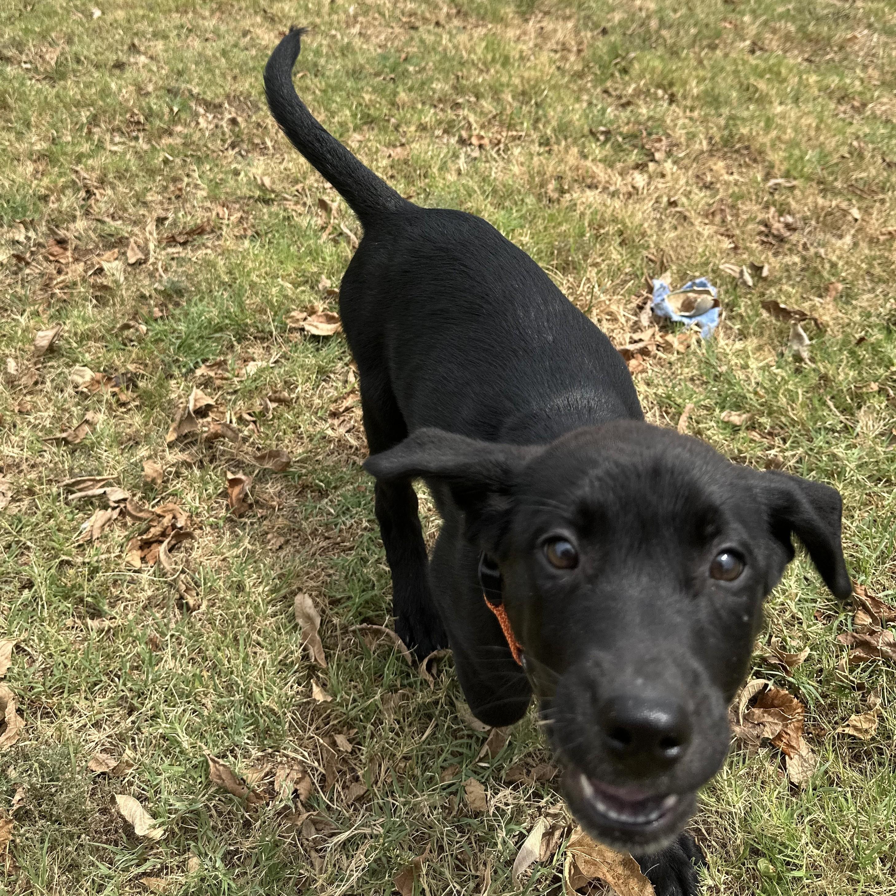 Scrabble, Adopted, Puppy Male Hound.