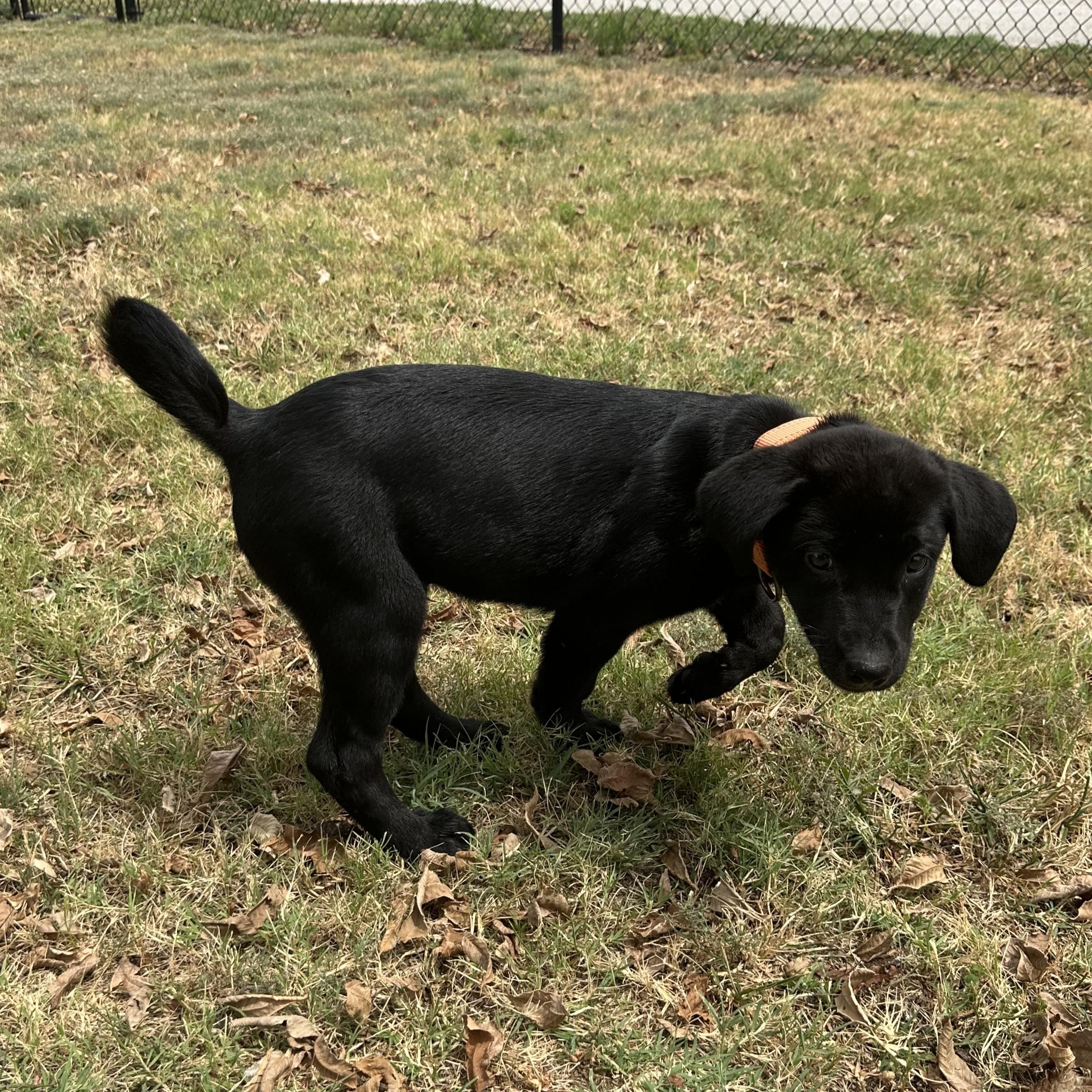Enlarge Scrabble, a Adopted mixed breed in Lowell, AR image 3/3