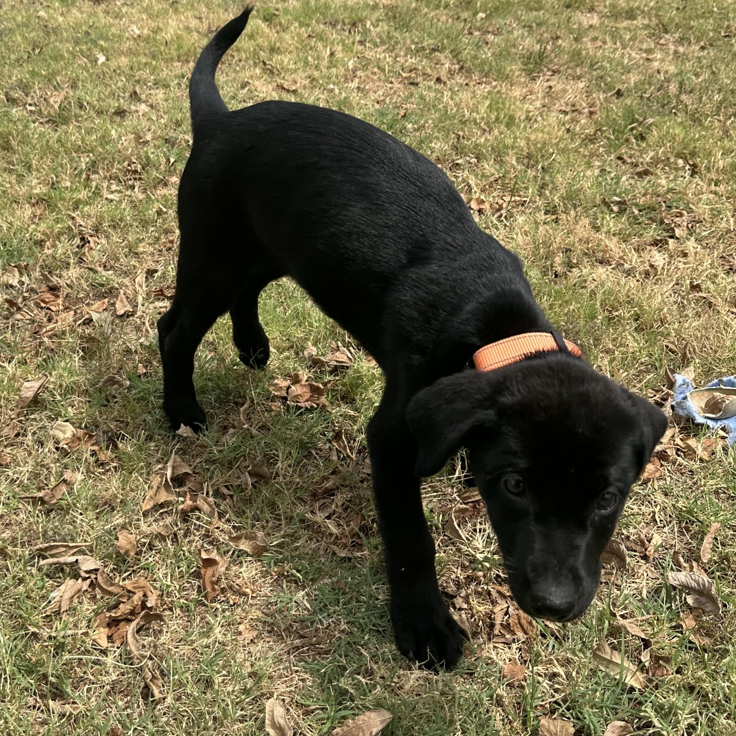 Enlarge Scrabble, a Adopted mixed breed in Lowell, AR image 2/3