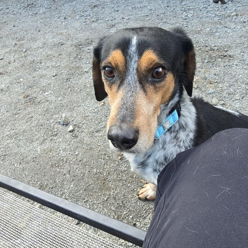 DJ, adopted, Adult Male Beagle.
