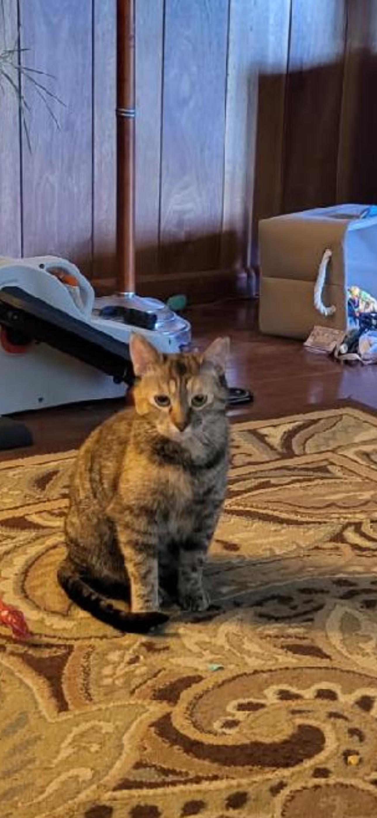 JoJo, Adoptable, Adult Female Domestic Short Hair.