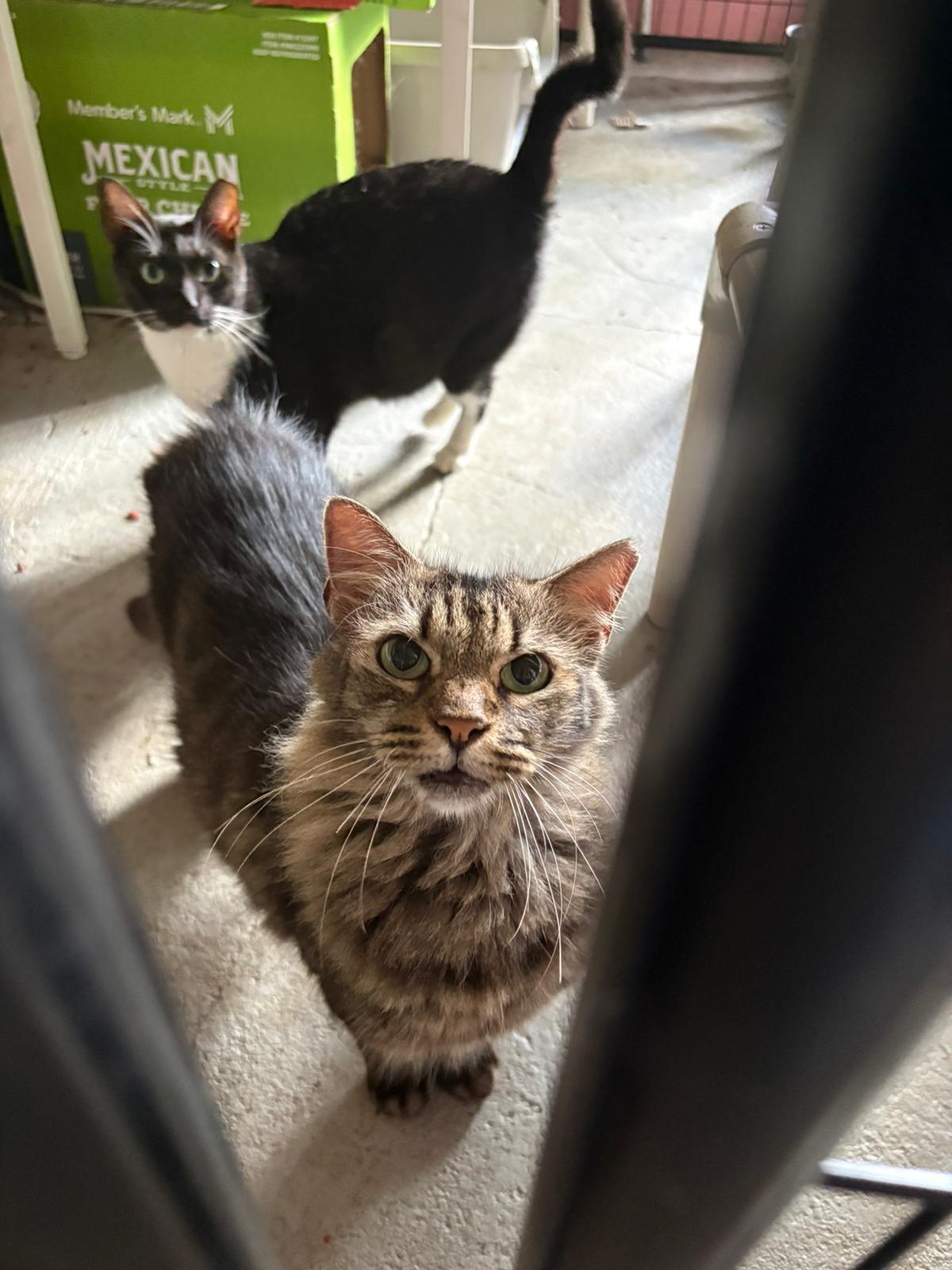 Tily, a ADOPTABLE Domestic Medium Hair in Kearny, NJ image 2/2