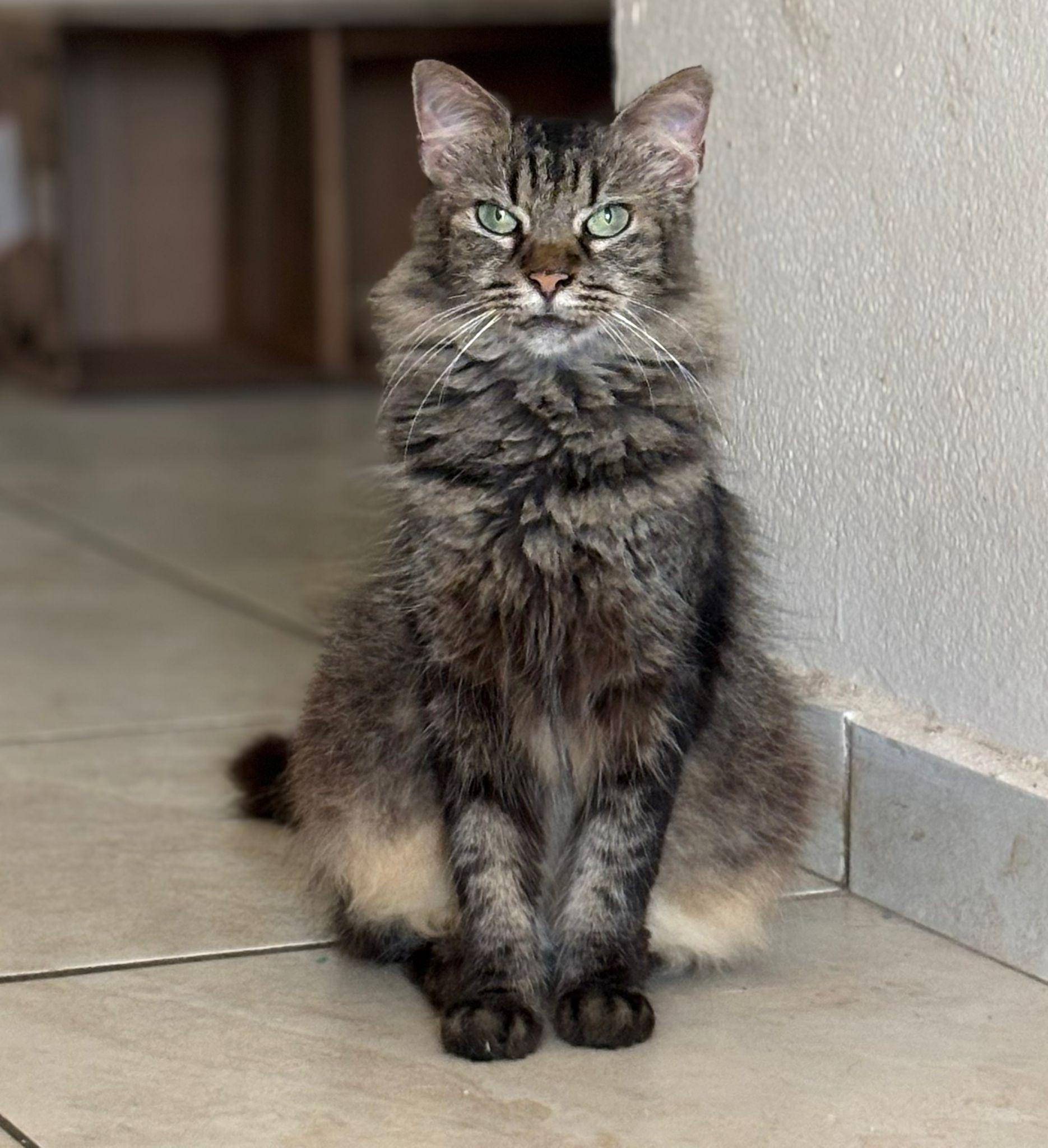 Tily, ADOPTABLE, Young Female Domestic Medium Hair.