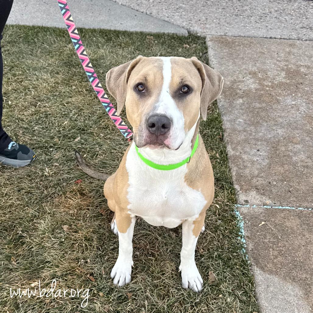 Molly, Adoptable, Young Female Pit Bull Terrier.