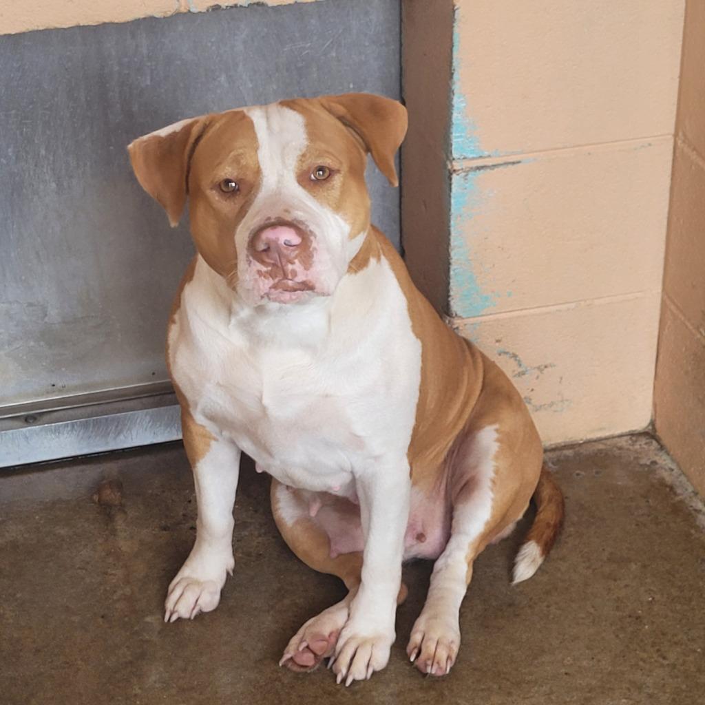 Callie, Adoptable, Adult Female Pit Bull Terrier.