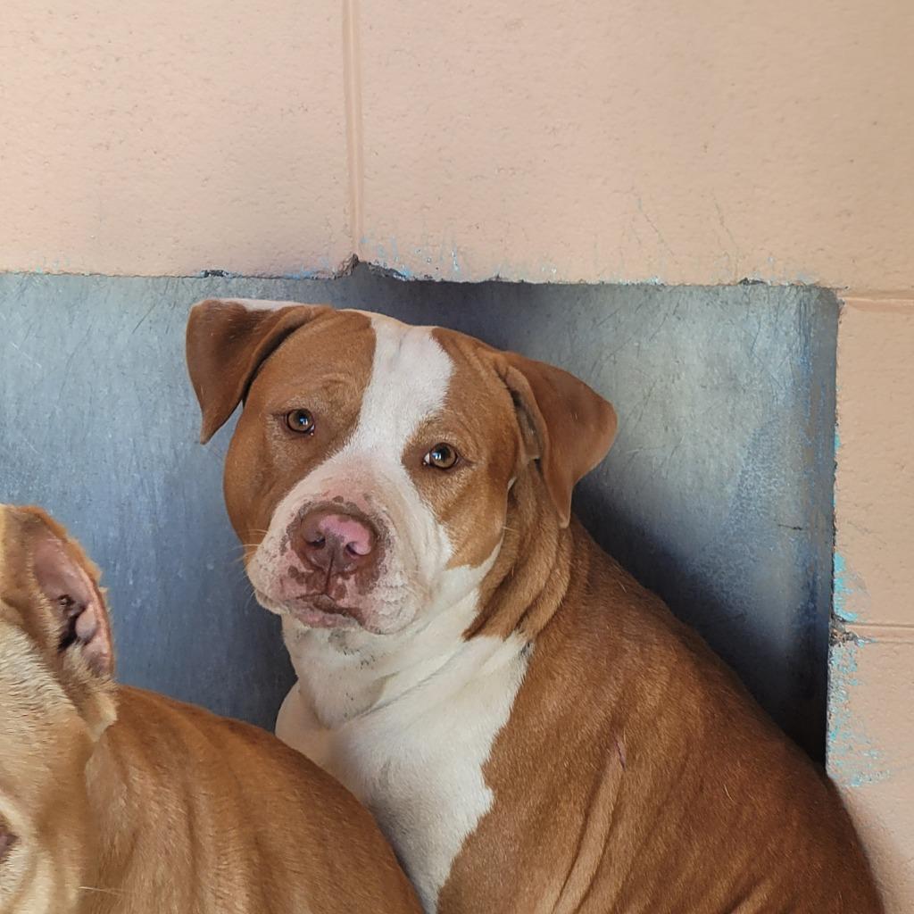 Enlarge Callie, a Adoptable Pit Bull Terrier in Gautier, MS image 2/3