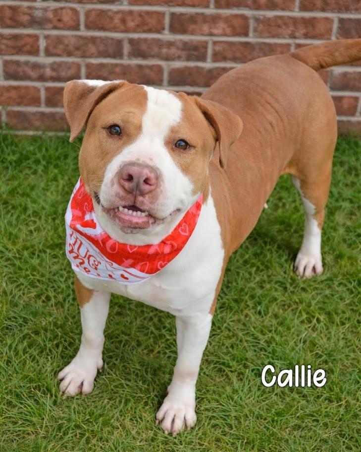 Enlarge Callie, a Adoptable Pit Bull Terrier in Gautier, MS image 3/3