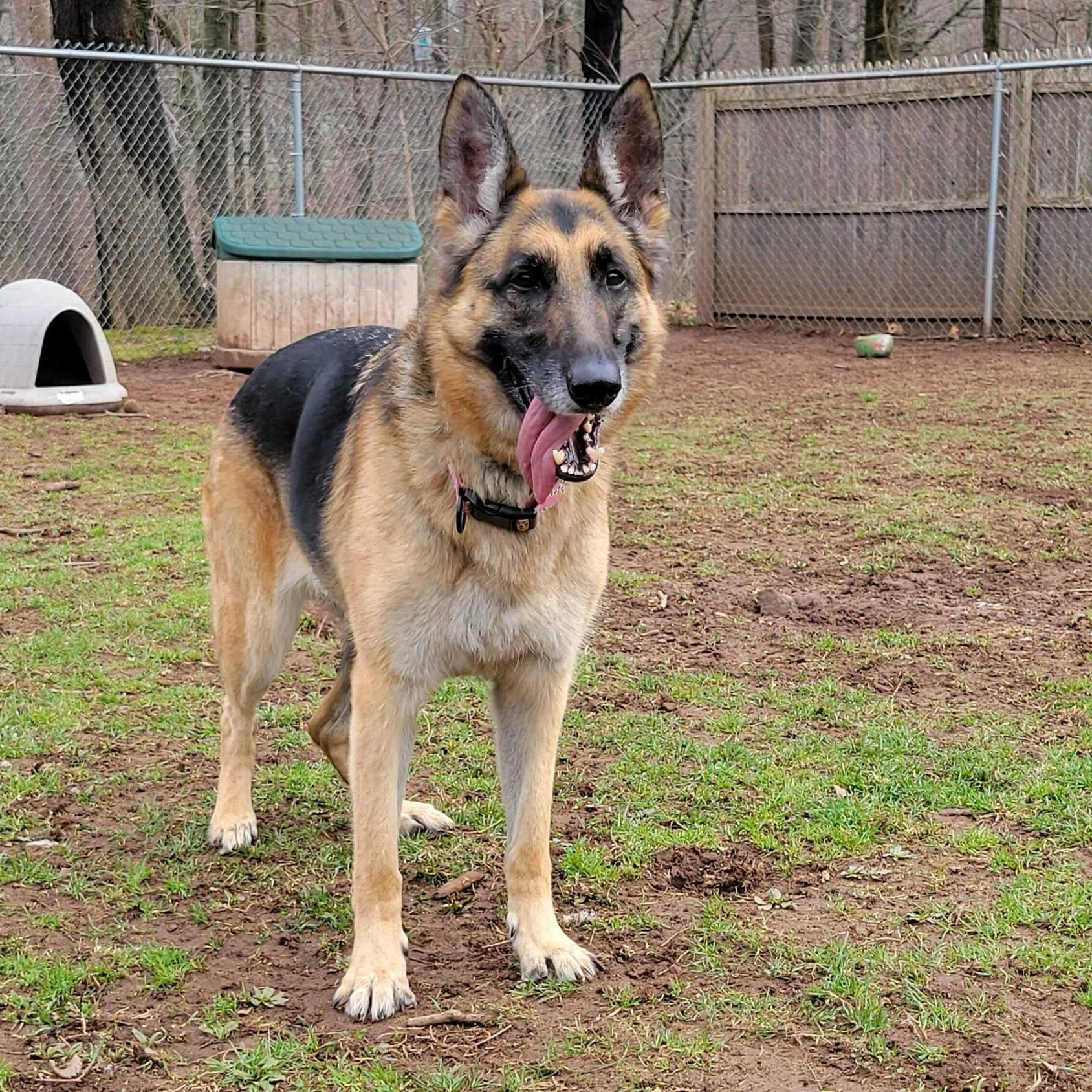 Enlarge Chelsea Woof, a Adoptable German Shepherd Dog in North Haven, CT image 6/6