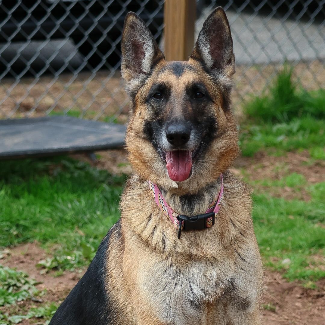 Enlarge Chelsea Woof, a Adoptable German Shepherd Dog in North Haven, CT image 5/6