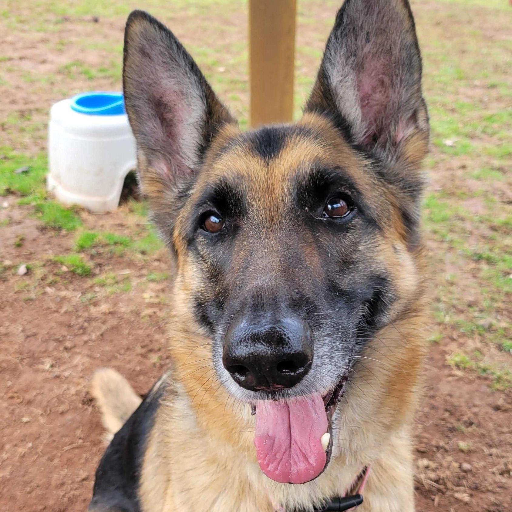 Enlarge Chelsea Woof, a Adoptable German Shepherd Dog in North Haven, CT image 4/6