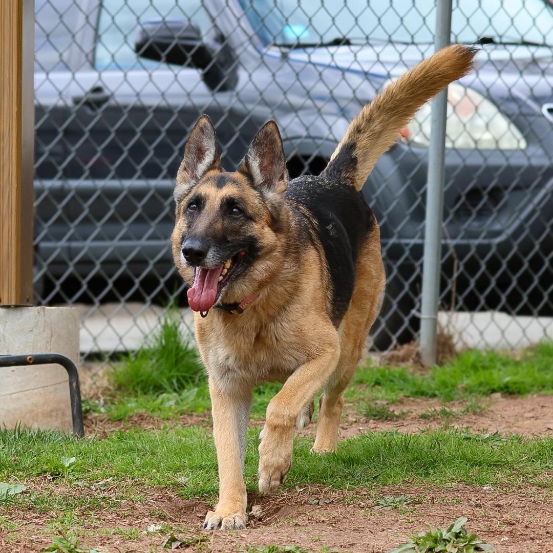 Enlarge Chelsea Woof, a Adoptable German Shepherd Dog in North Haven, CT image 3/6