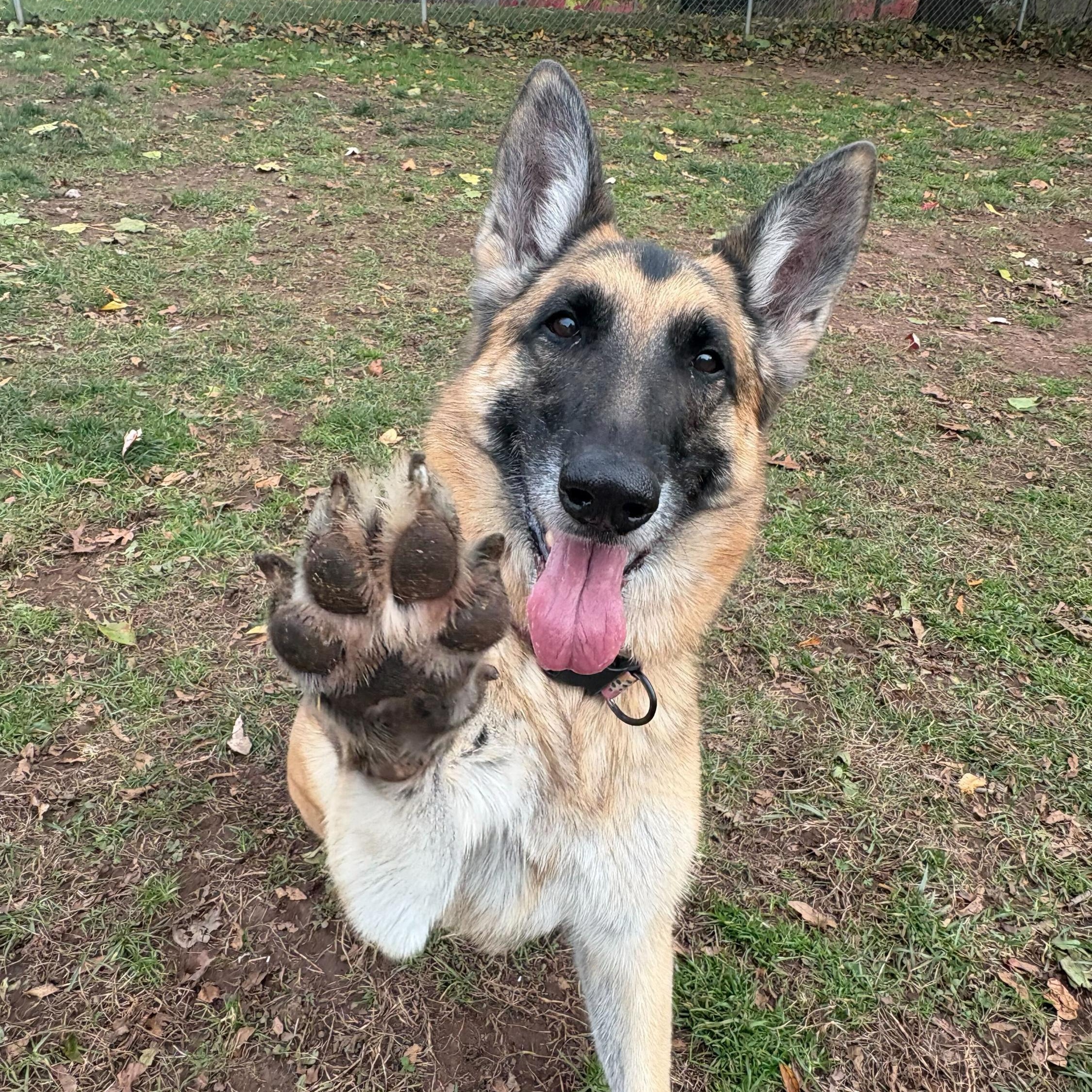 Chelsea Woof, Adoptable, Adult Female German Shepherd Dog.
