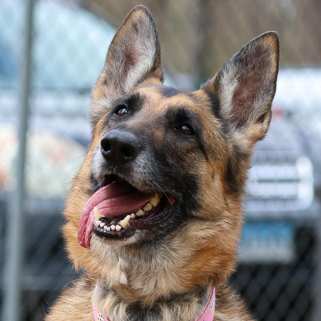 Enlarge Chelsea Woof, a Adoptable German Shepherd Dog in North Haven, CT image 2/6