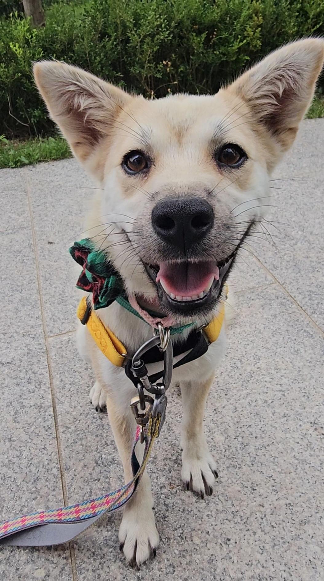 Lisa, Adopted, Puppy Female Jindo.