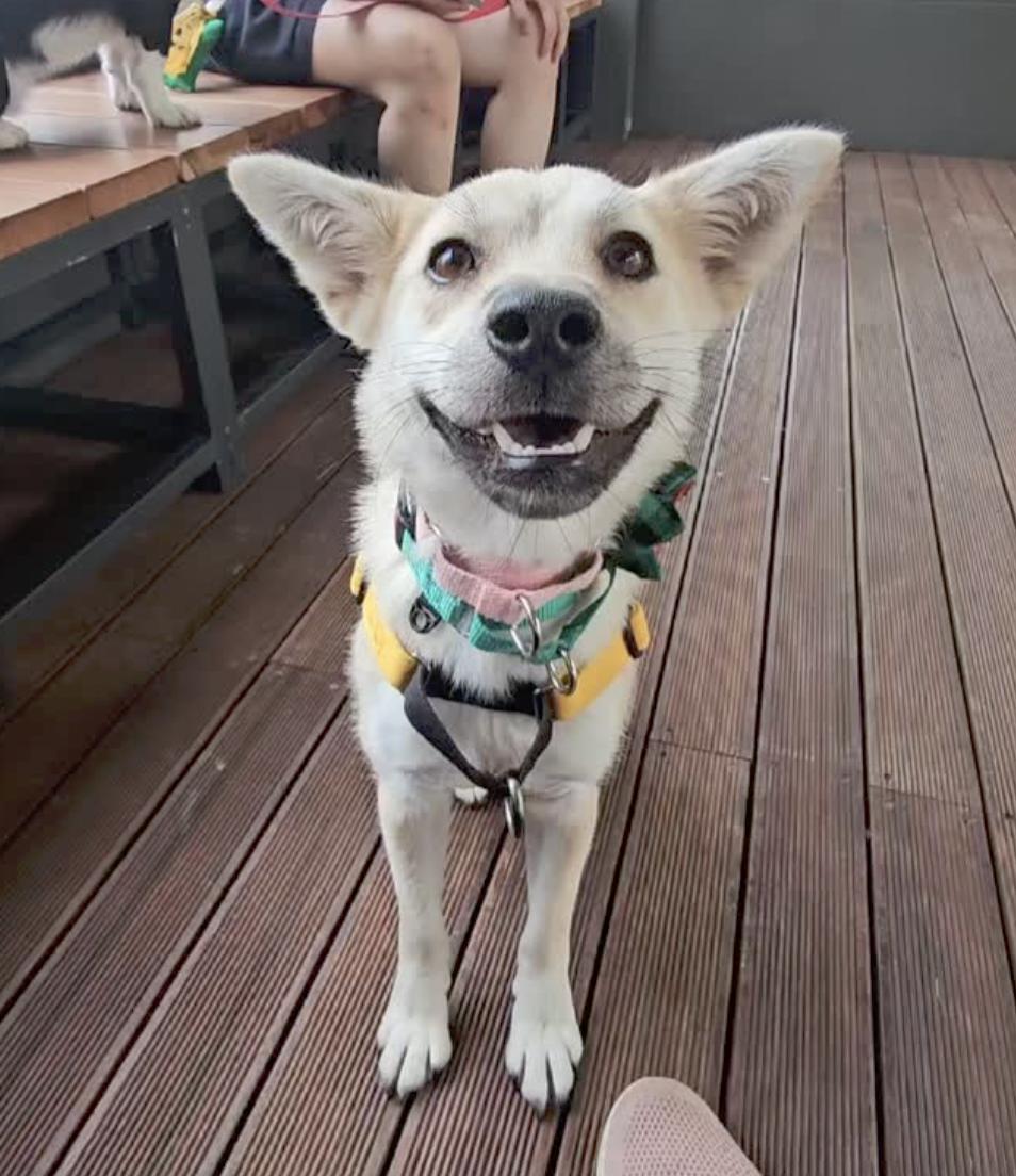 Enlarge Lisa, a Adopted mixed breed in Seattle , WA image 3/5