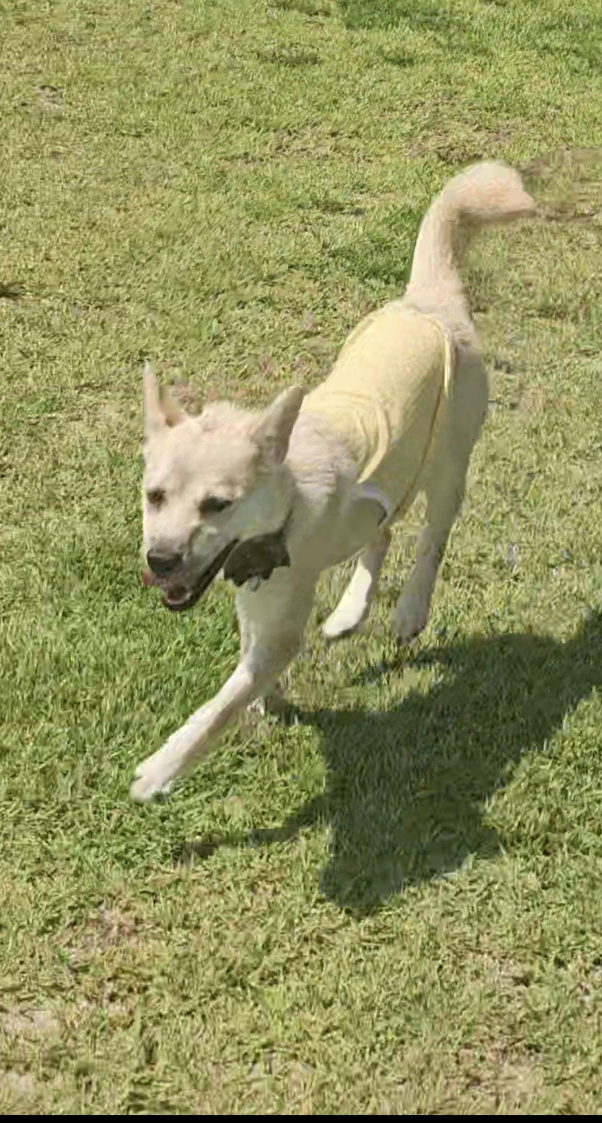 Enlarge Lisa, a Adopted mixed breed in Seattle , WA image 5/5