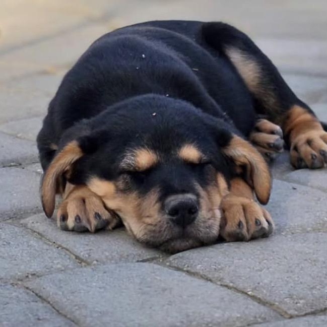 Enlarge Rhino, a Adoptable Mixed Breed in Richmond, VA image 2/6