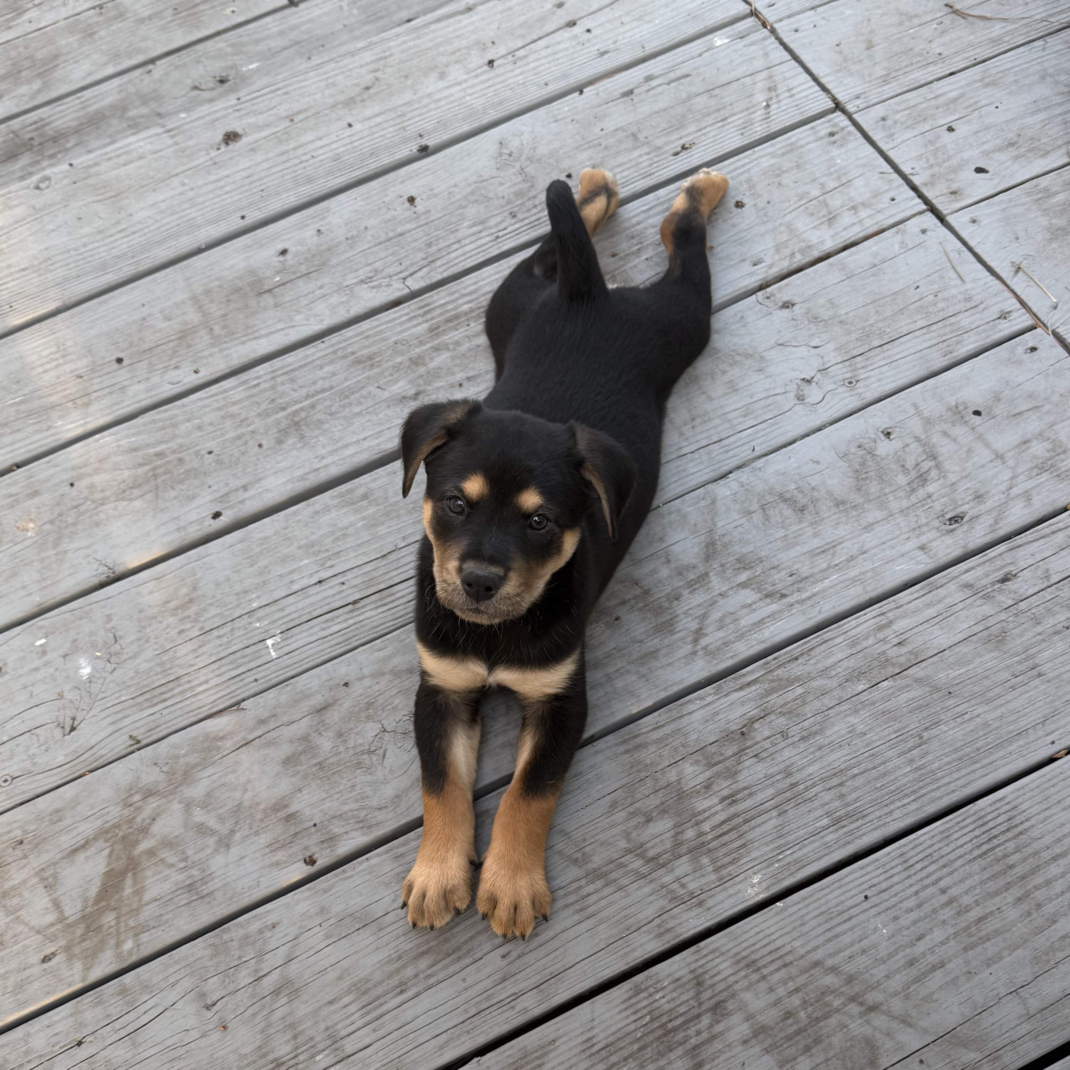 Enlarge Rhino, a Adoptable Mixed Breed in Richmond, VA image 3/6