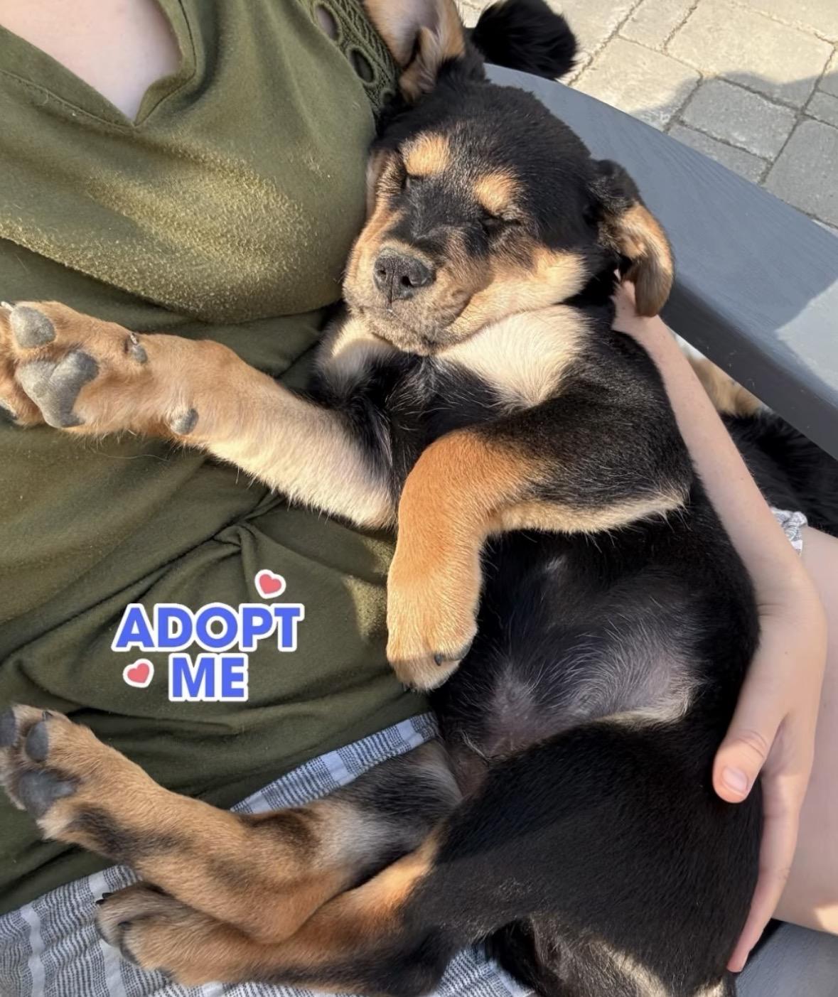 Enlarge Rhino, a Adoptable Mixed Breed in Richmond, VA image 5/6