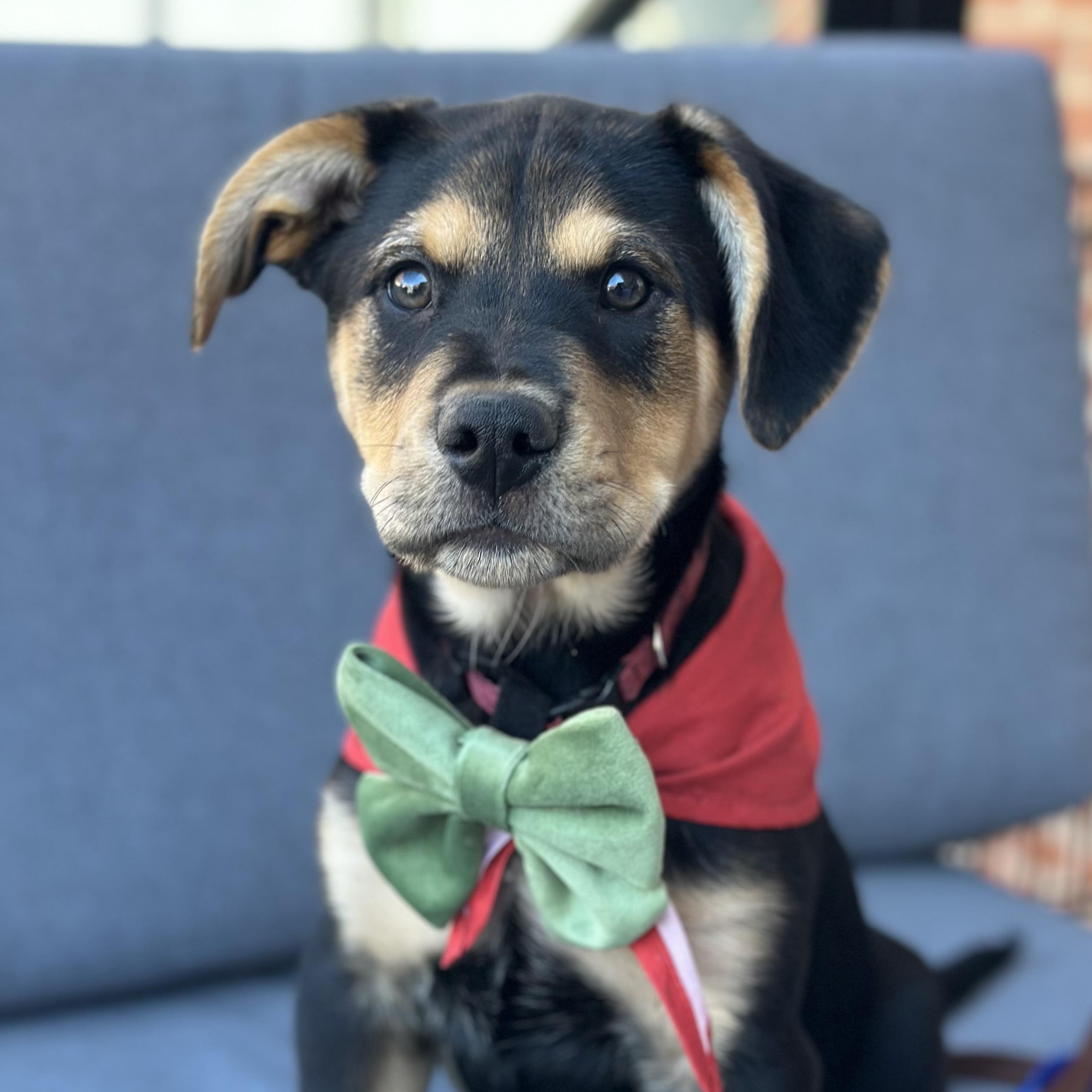 Enlarge Rhino, a Adoptable Mixed Breed in Richmond, VA image 1/6